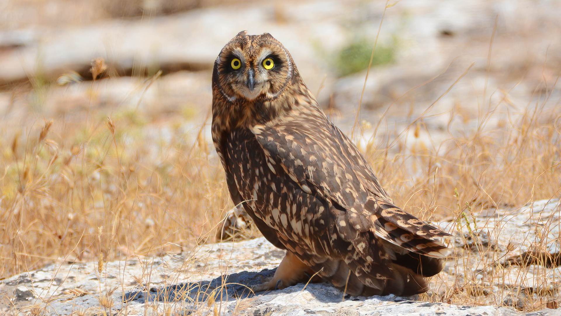 Kır baykuşu » Short-eared Owl » Asio flammeus