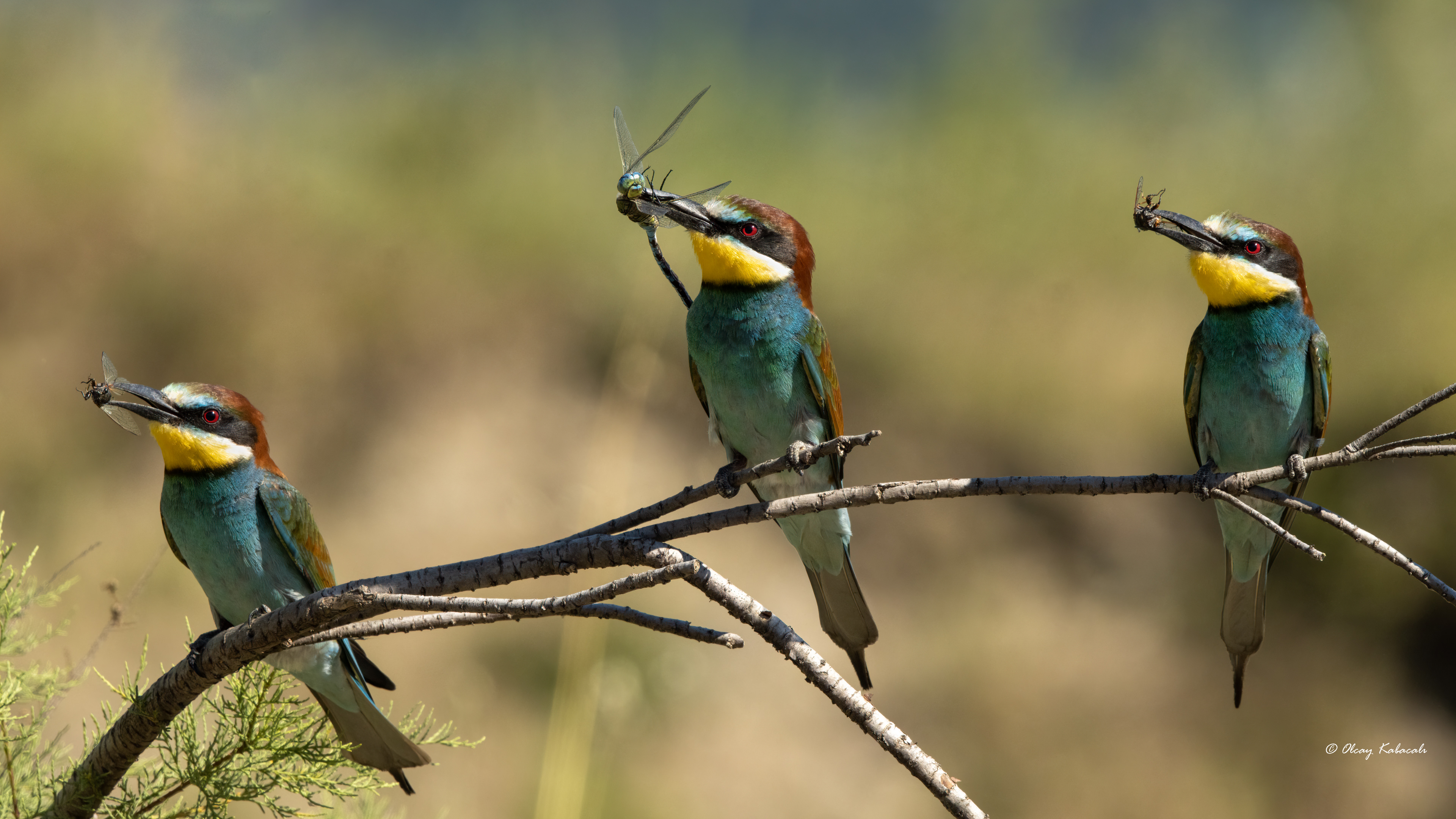 Arıkuşu » European Bee-eater » Merops apiaster