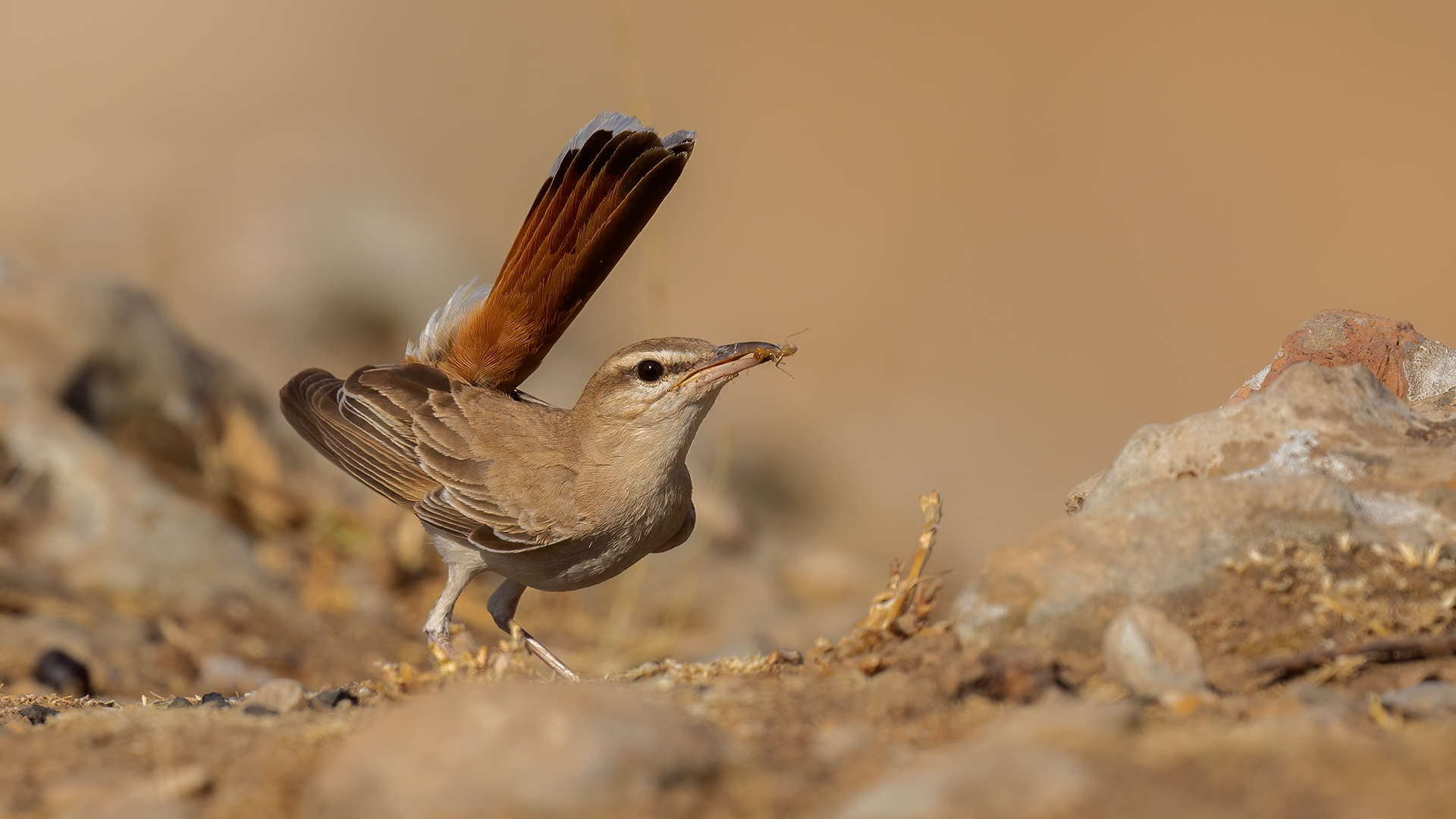 Çalıbülbülü » Rufous-tailed Scrub Robin » Cercotrichas galactotes