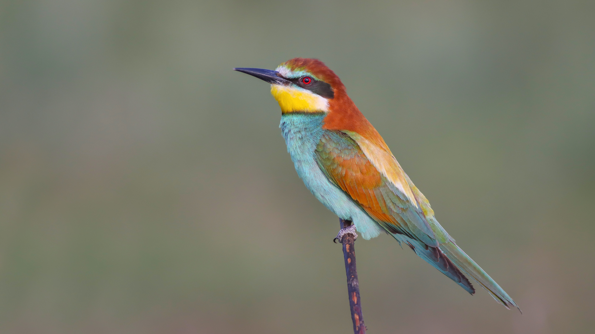 Arıkuşu » European Bee-eater » Merops apiaster