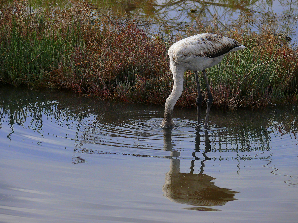 Flamingo