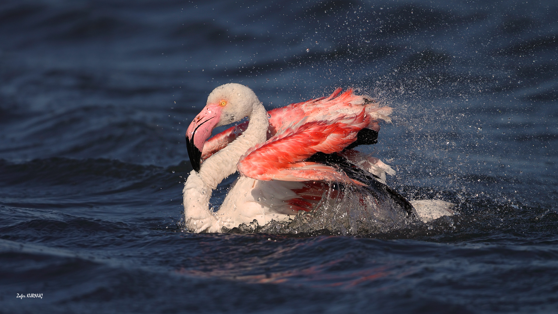 Flamingo