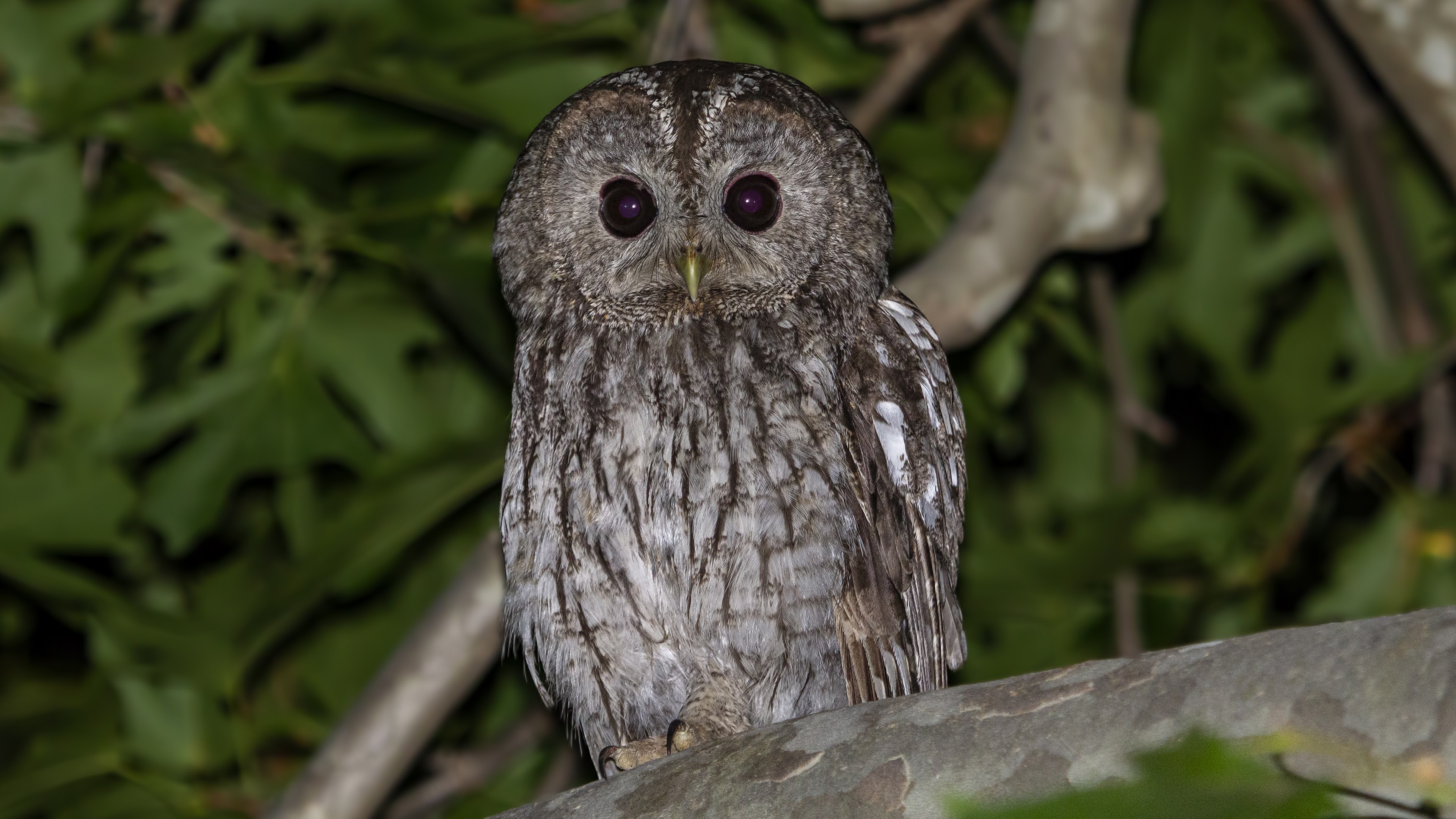 Alaca baykuş » Tawny Owl » Strix aluco