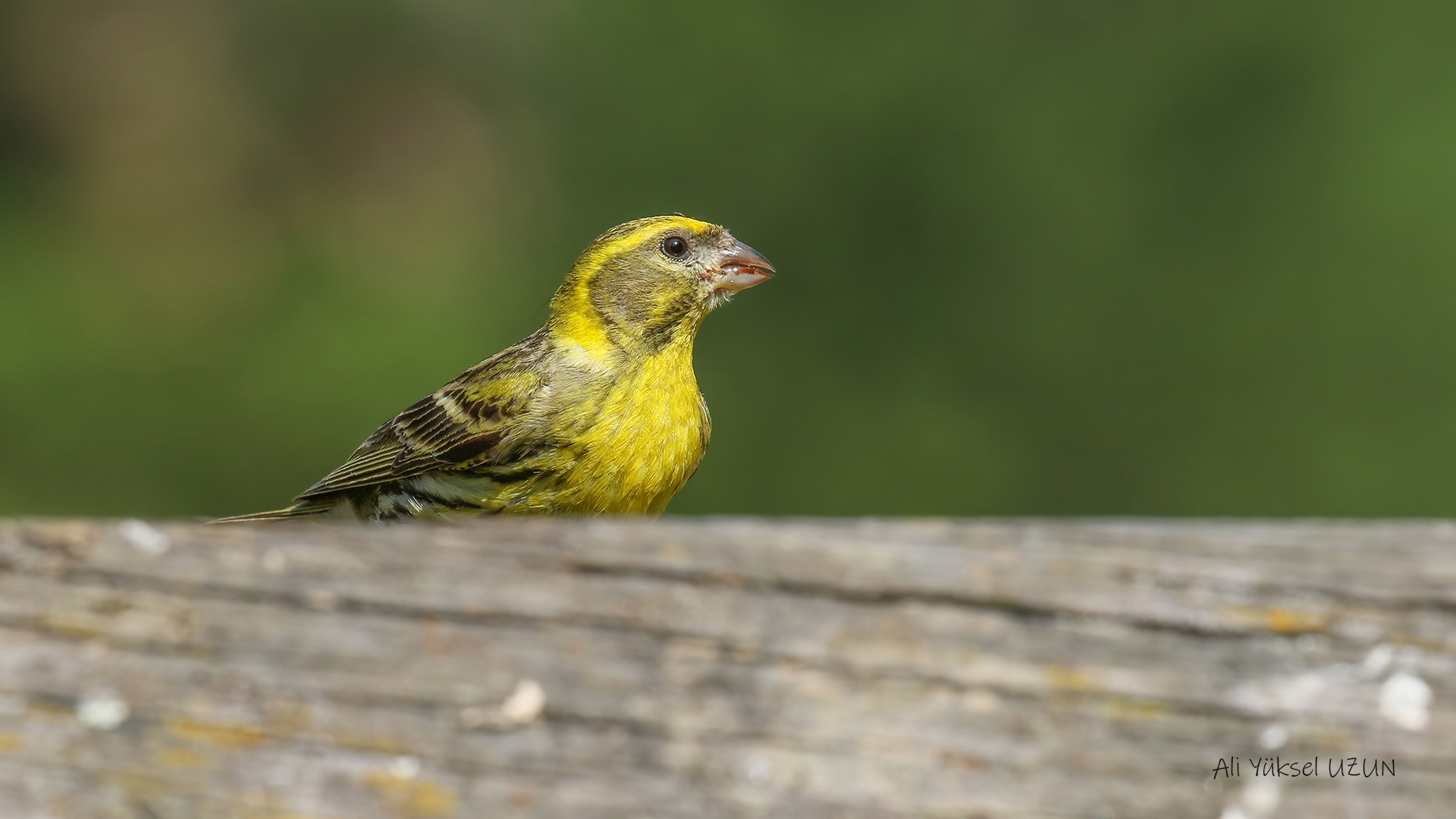 Küçük iskete » European Serin » Serinus serinus