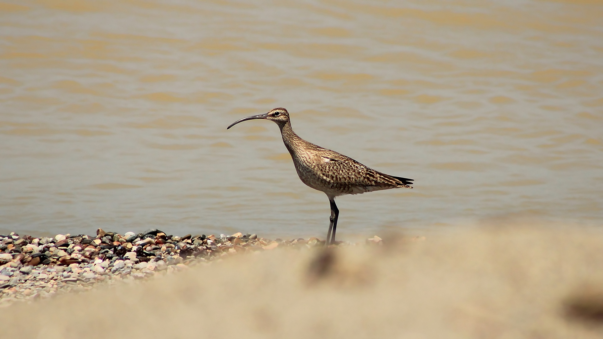 Sürmeli kervançulluğu » Whimbrel » Numenius phaeopus