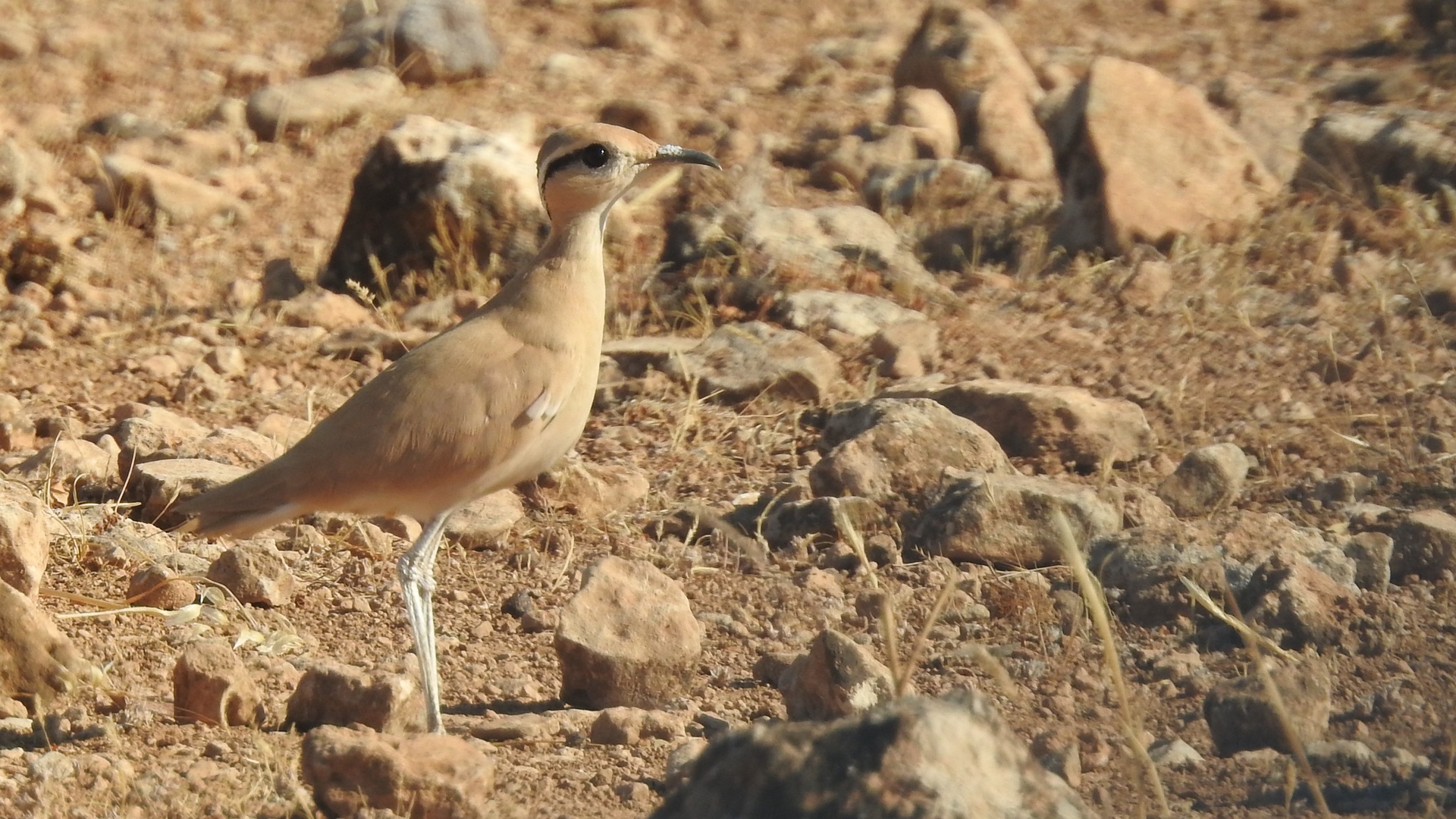 Çölkoşarı » Cream-colored Courser » Cursorius cursor