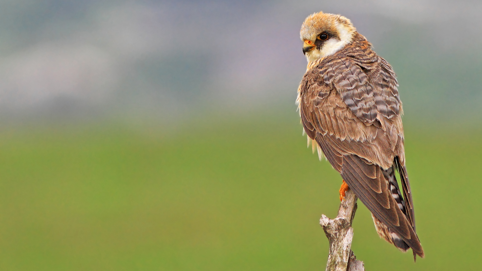 Ala doğan » Red-footed Falcon » Falco vespertinus