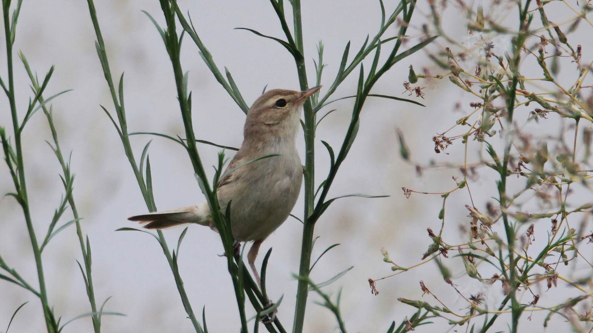 Küçük mukallit » Booted Warbler » Iduna caligata