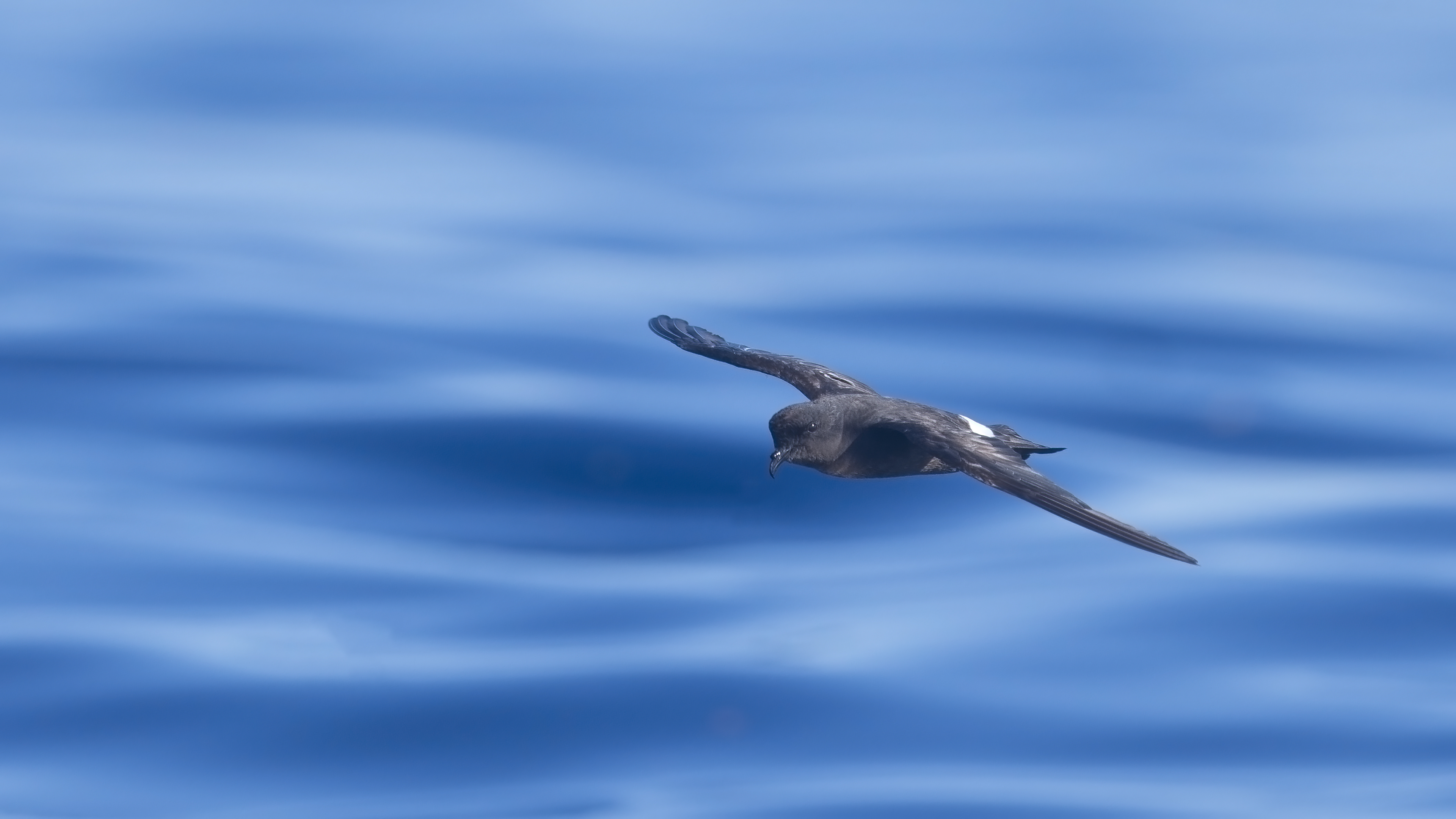 Fırtınakırlangıcı » European Storm Petrel » Hydrobates pelagicus