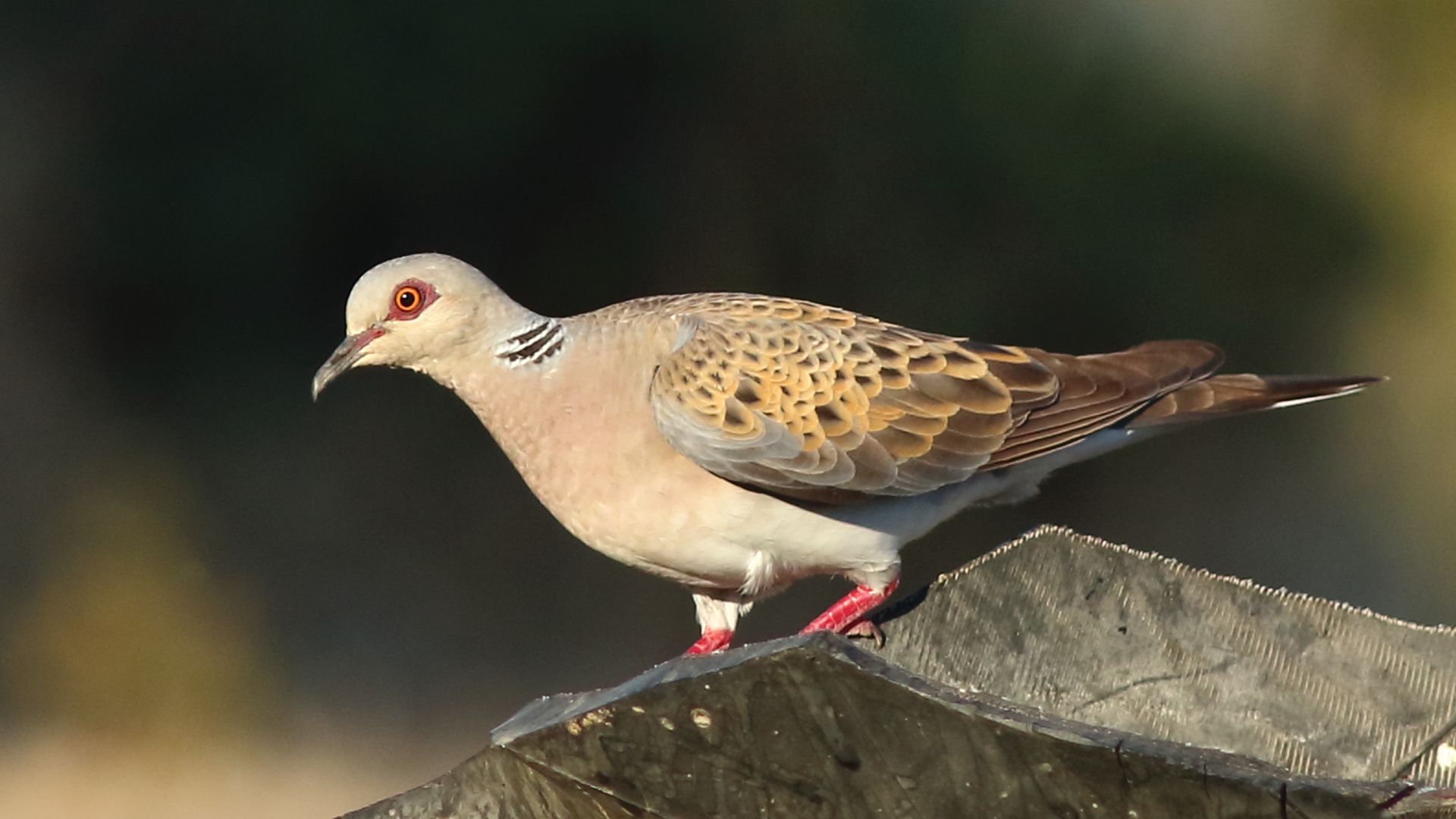 Üveyik » European Turtle Dove » Streptopelia turtur