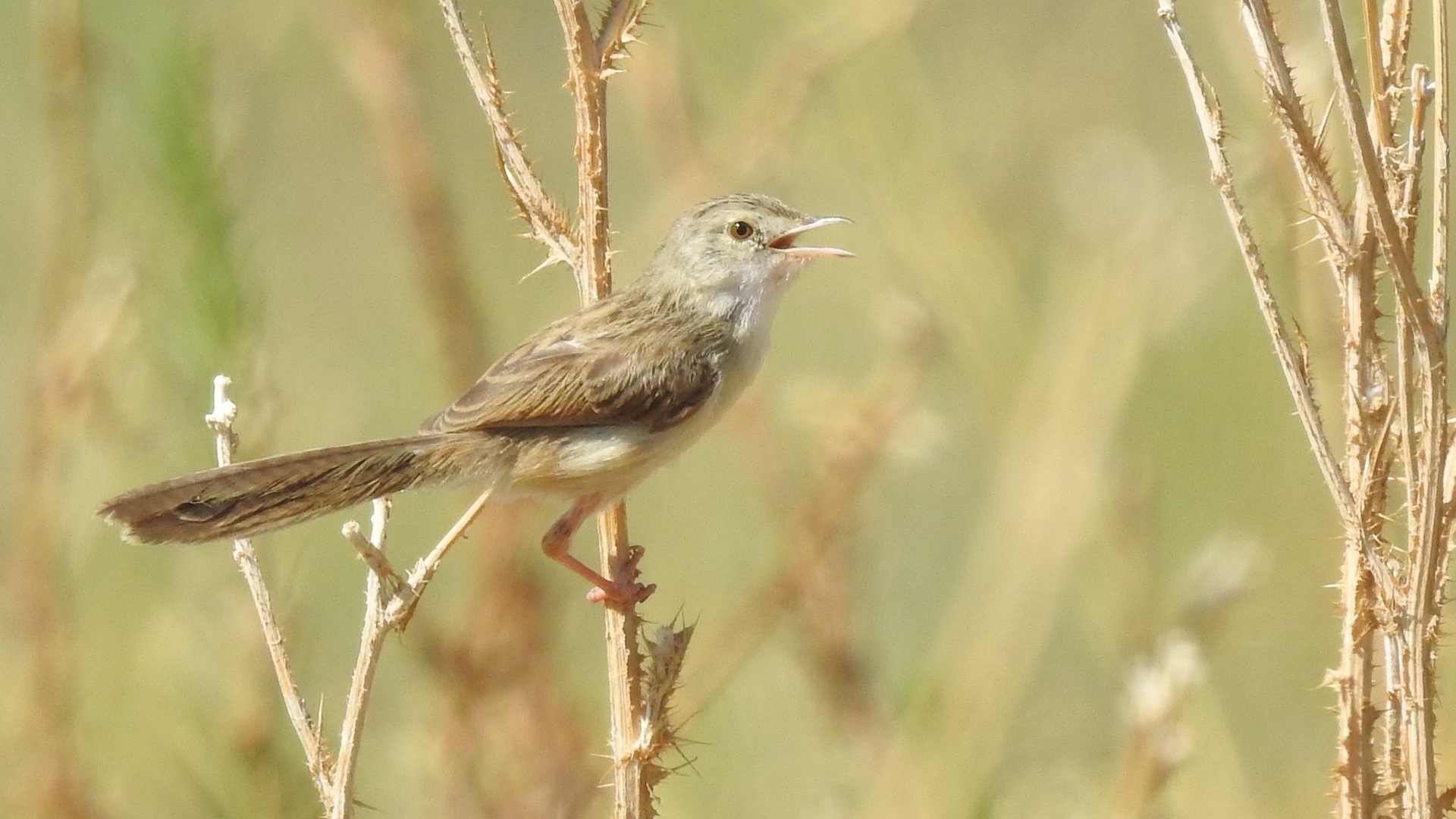 Dikkuyruklu ötleğen » Delicate prinia » Prinia lepida