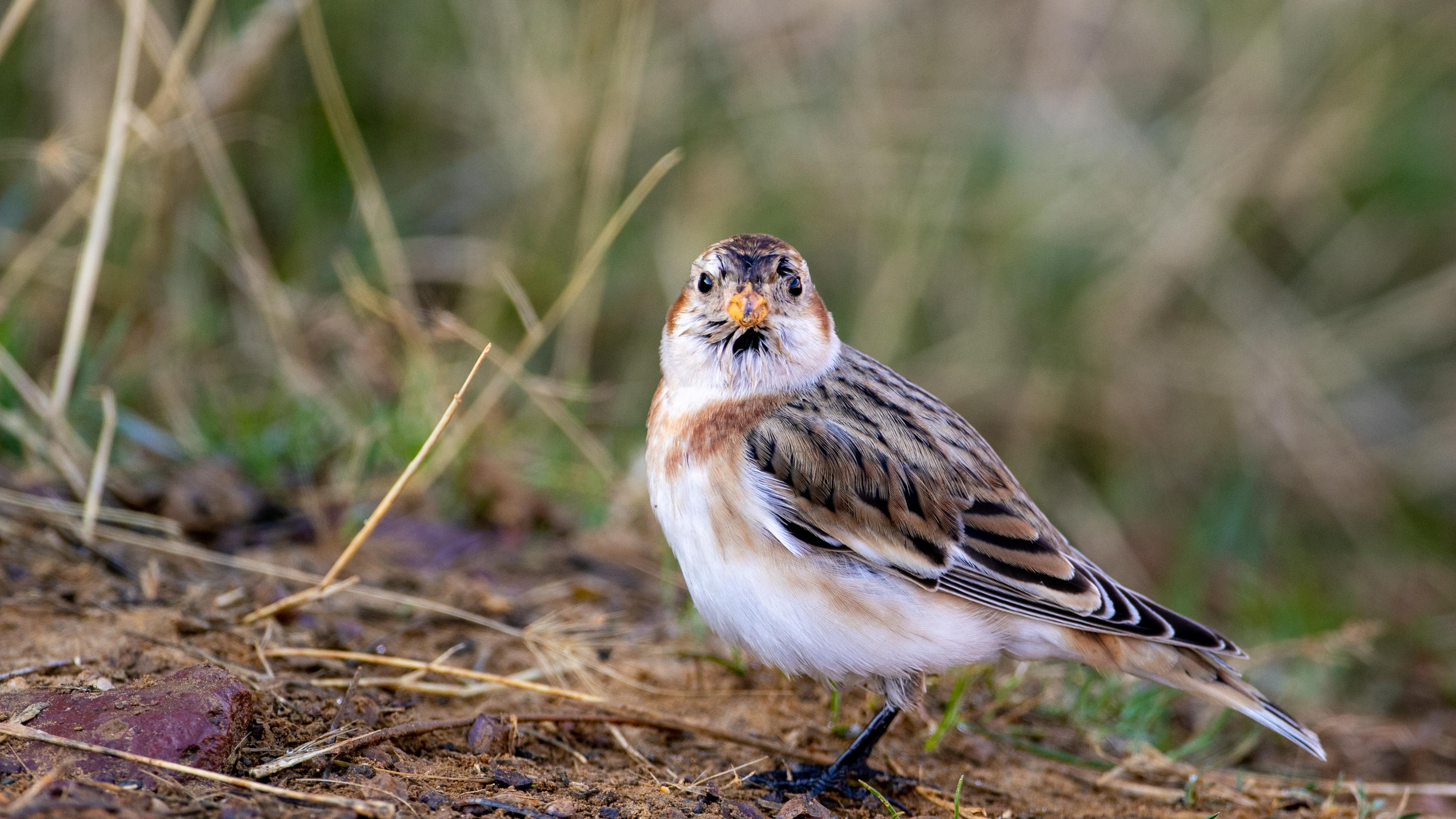 Alaca kirazkuşu » Snow Bunting » Plectrophenax nivalis