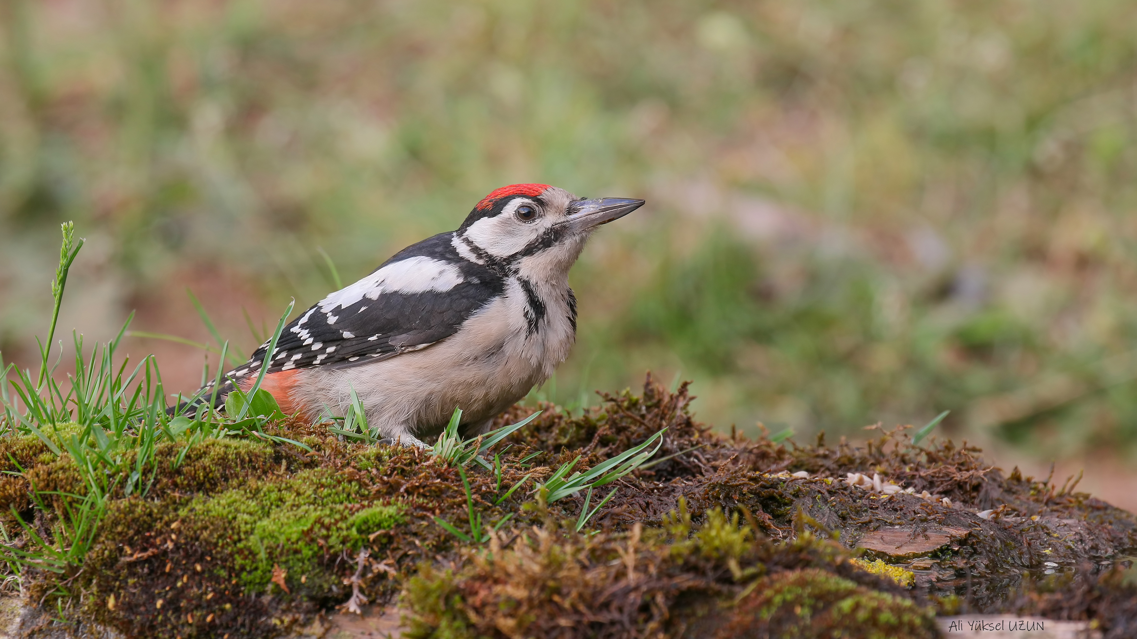 Orman alaca ağaçkakanı » Great Spotted Woodpecker » Dendrocopos major