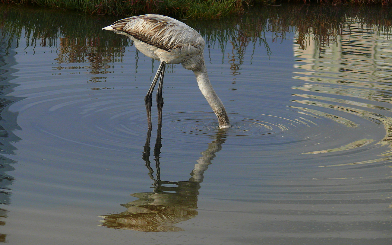 Flamingo