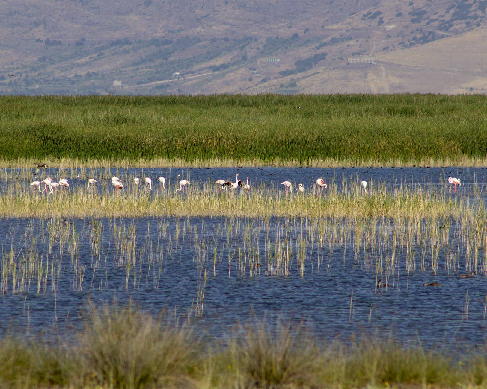 Flamingo