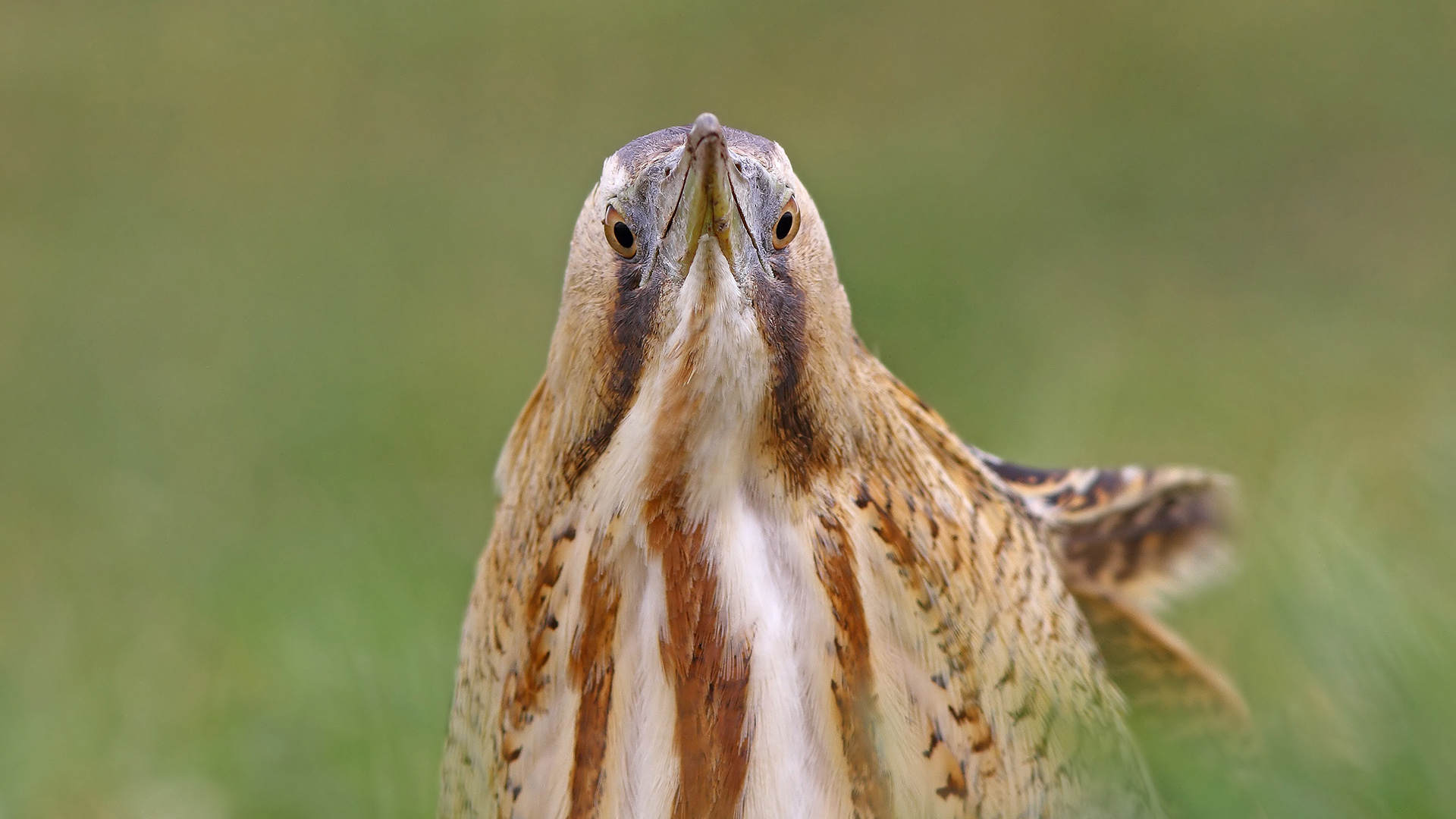 Balaban » Eurasian Bittern » Botaurus stellaris