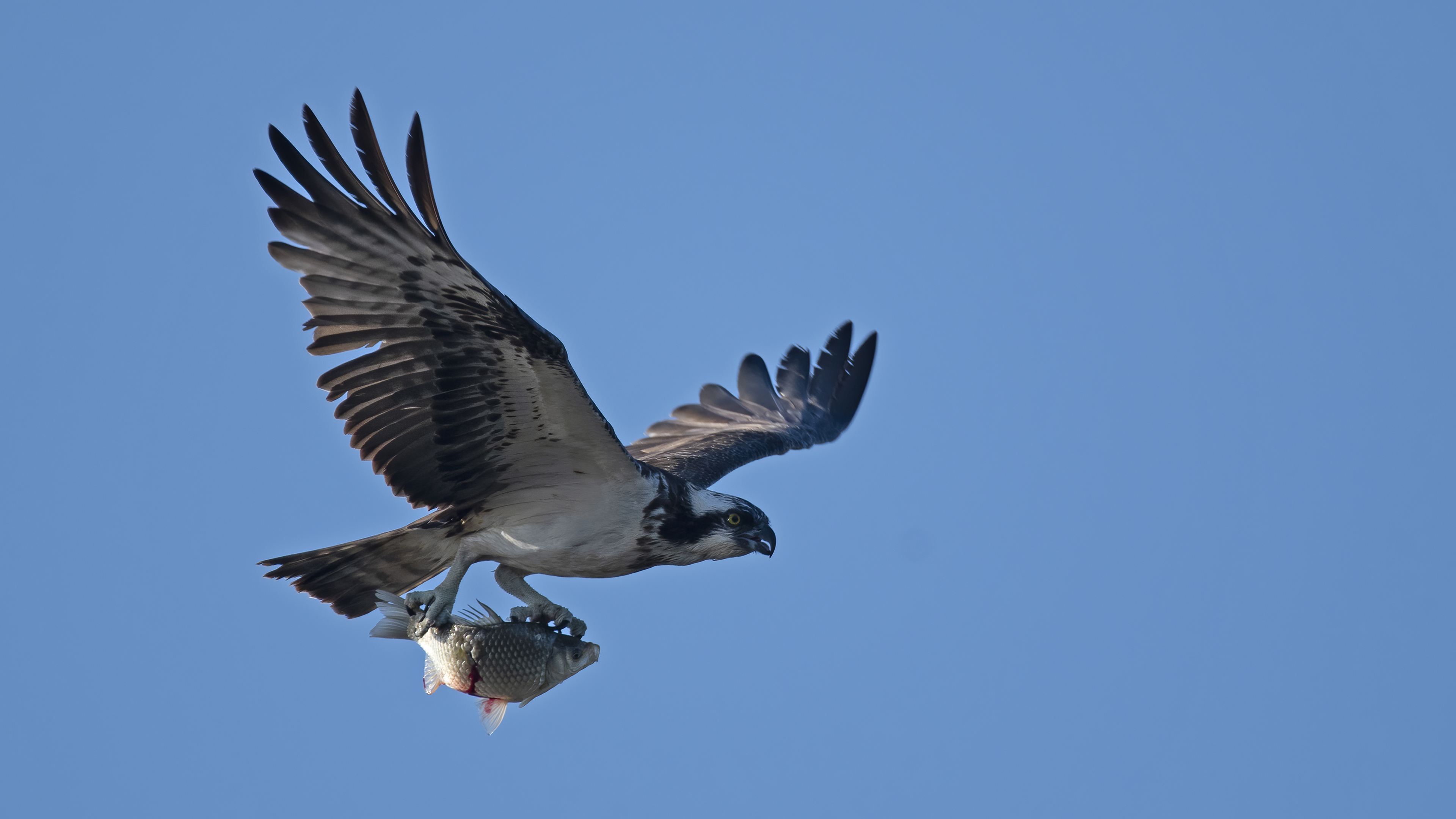 Balık kartalı » Western Osprey » Pandion haliaetus