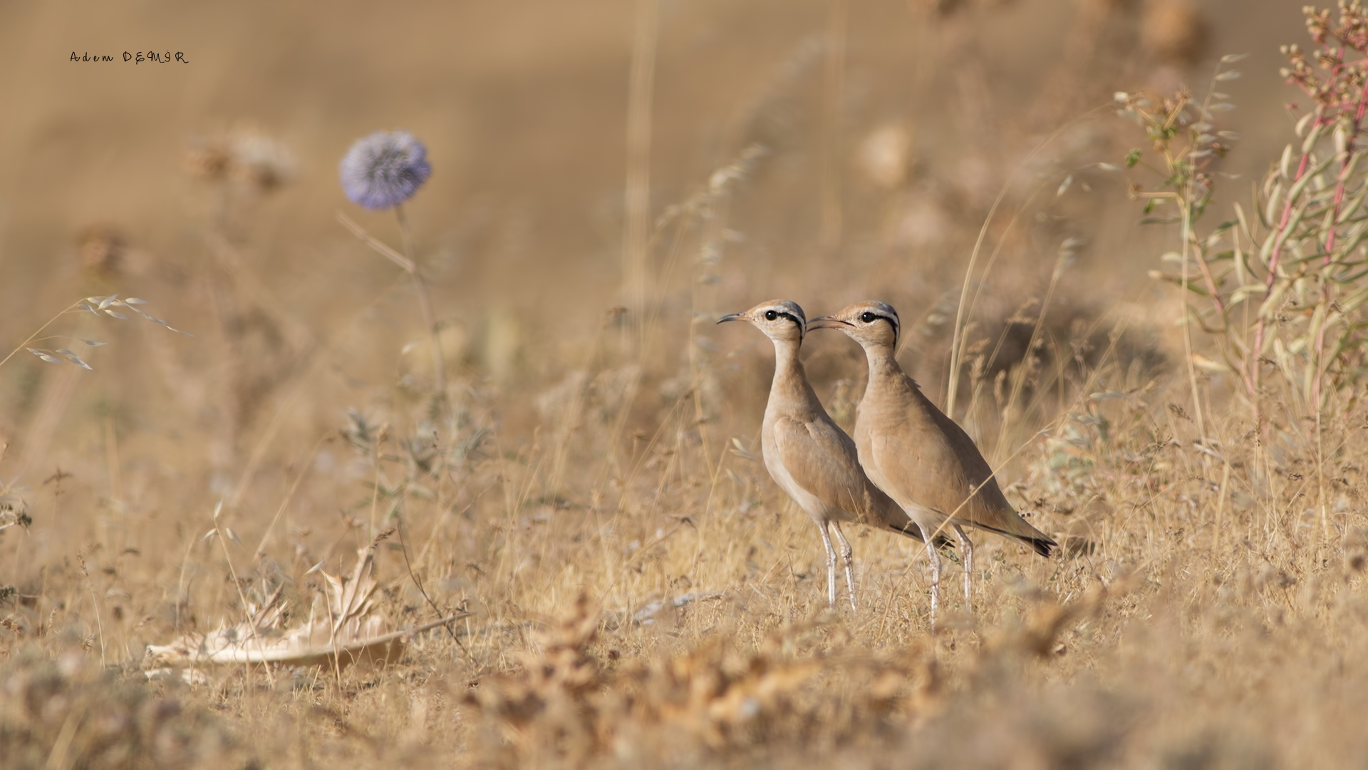 Çölkoşarı » Cream-colored Courser » Cursorius cursor