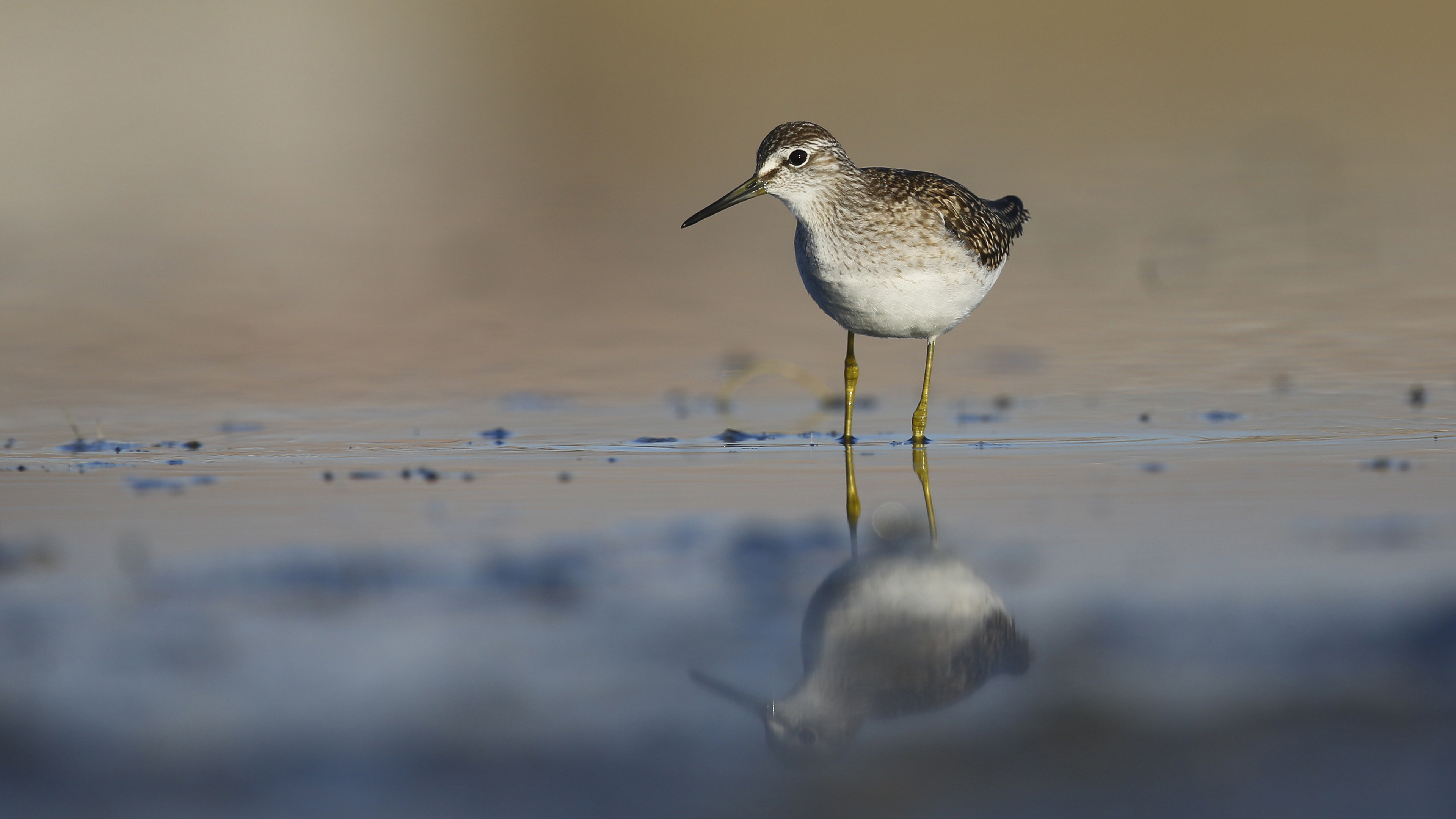 Orman düdükçünü » Wood Sandpiper » Tringa glareola