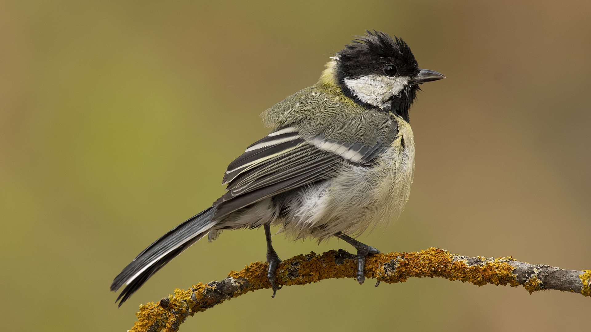 Büyük baştankara » Great Tit » Parus major