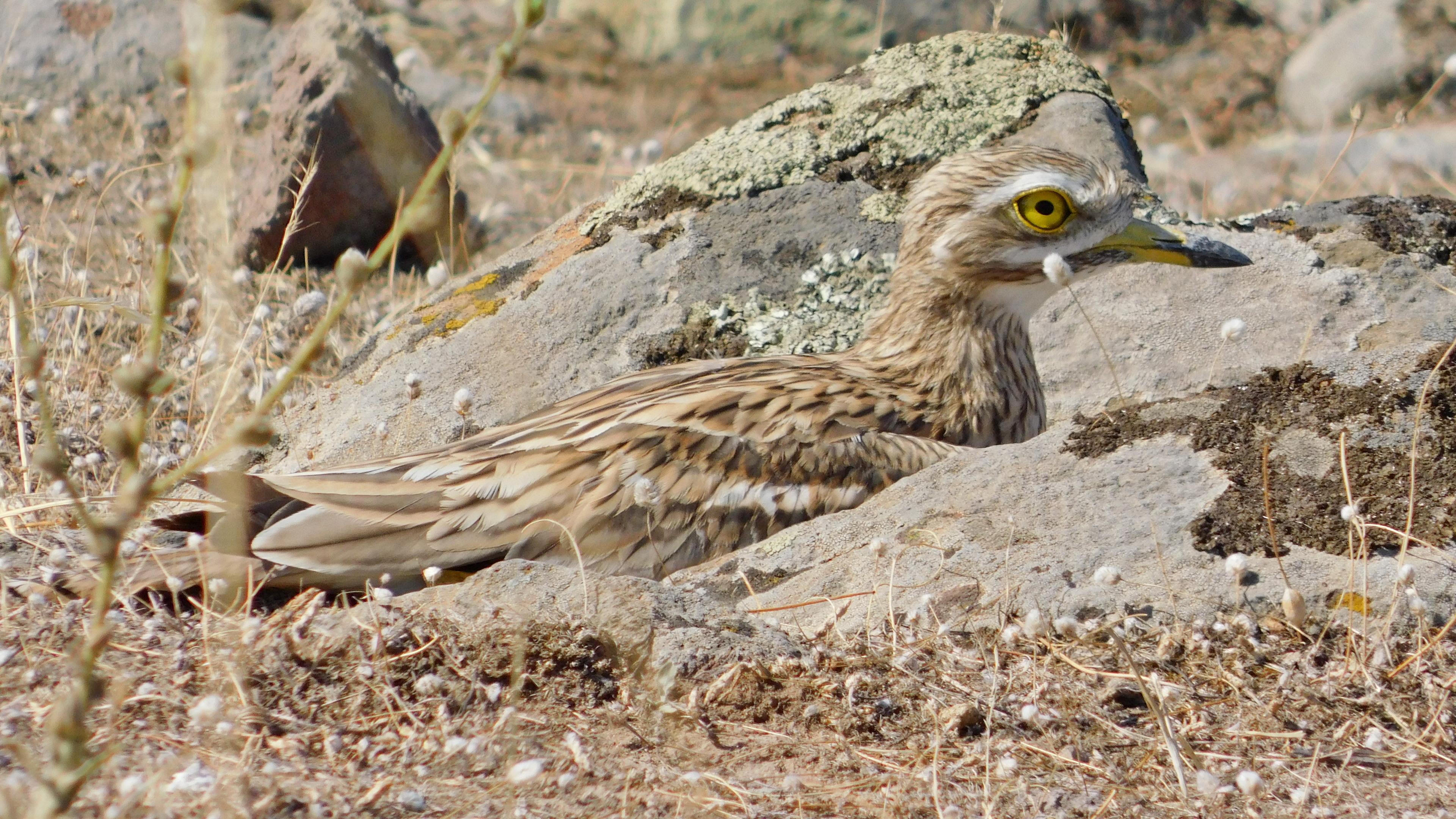 Kocagöz » Eurasian Stone-curlew » Burhinus oedicnemus