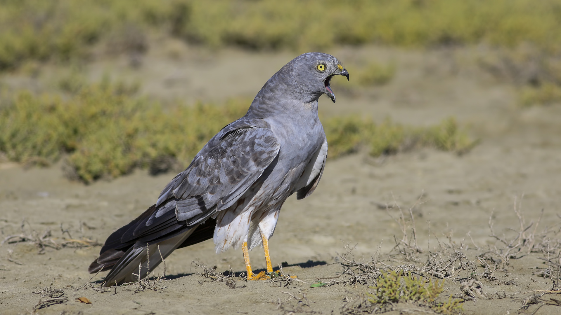 Çayır delicesi » Montagu`s Harrier » Circus pygargus