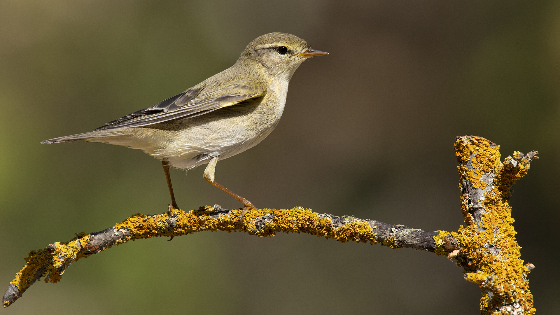 Söğütbülbülü » Willow Warbler » Phylloscopus trochilus