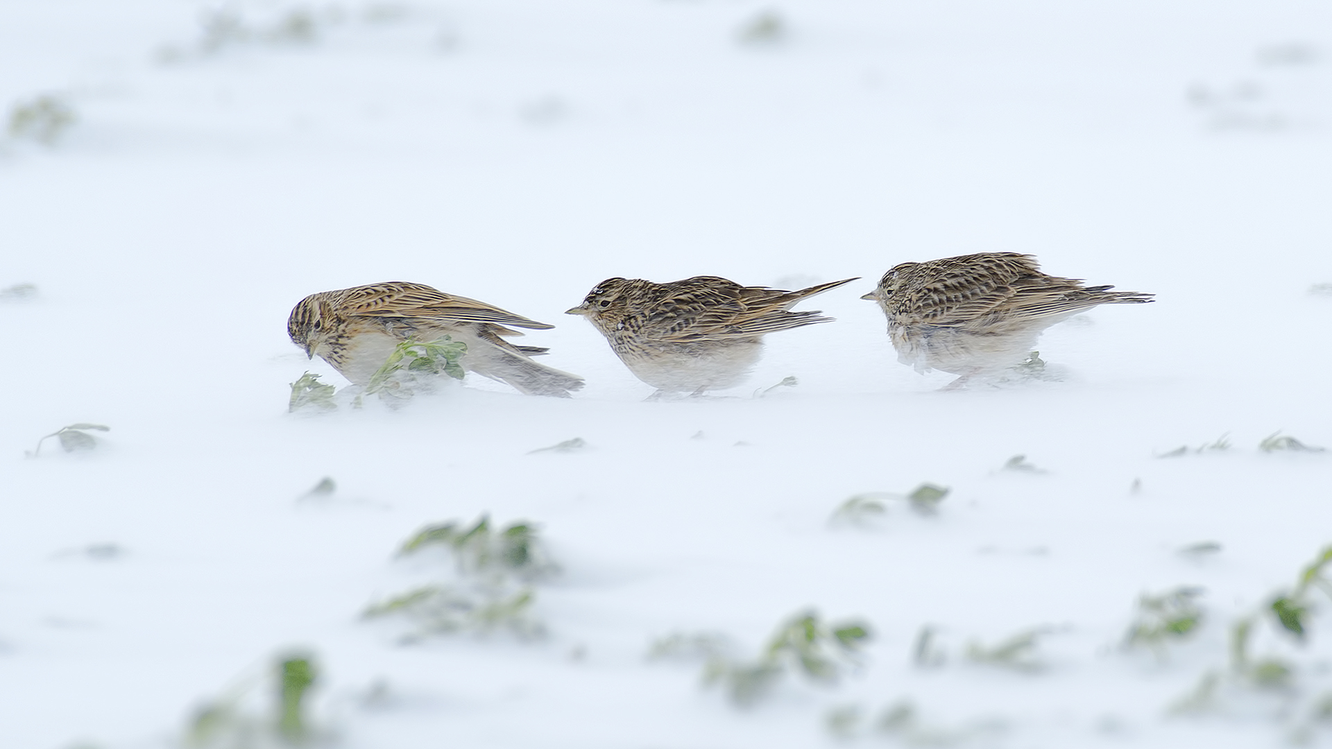 Tarlakuşu » Eurasian Skylark » Alauda arvensis