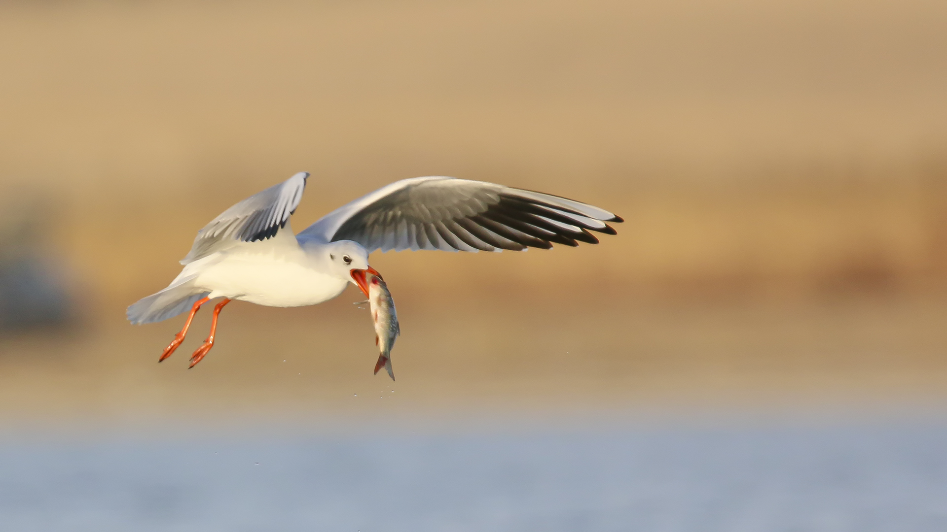 Karabaş martı » Black-headed Gull » Chroicocephalus ridibundus