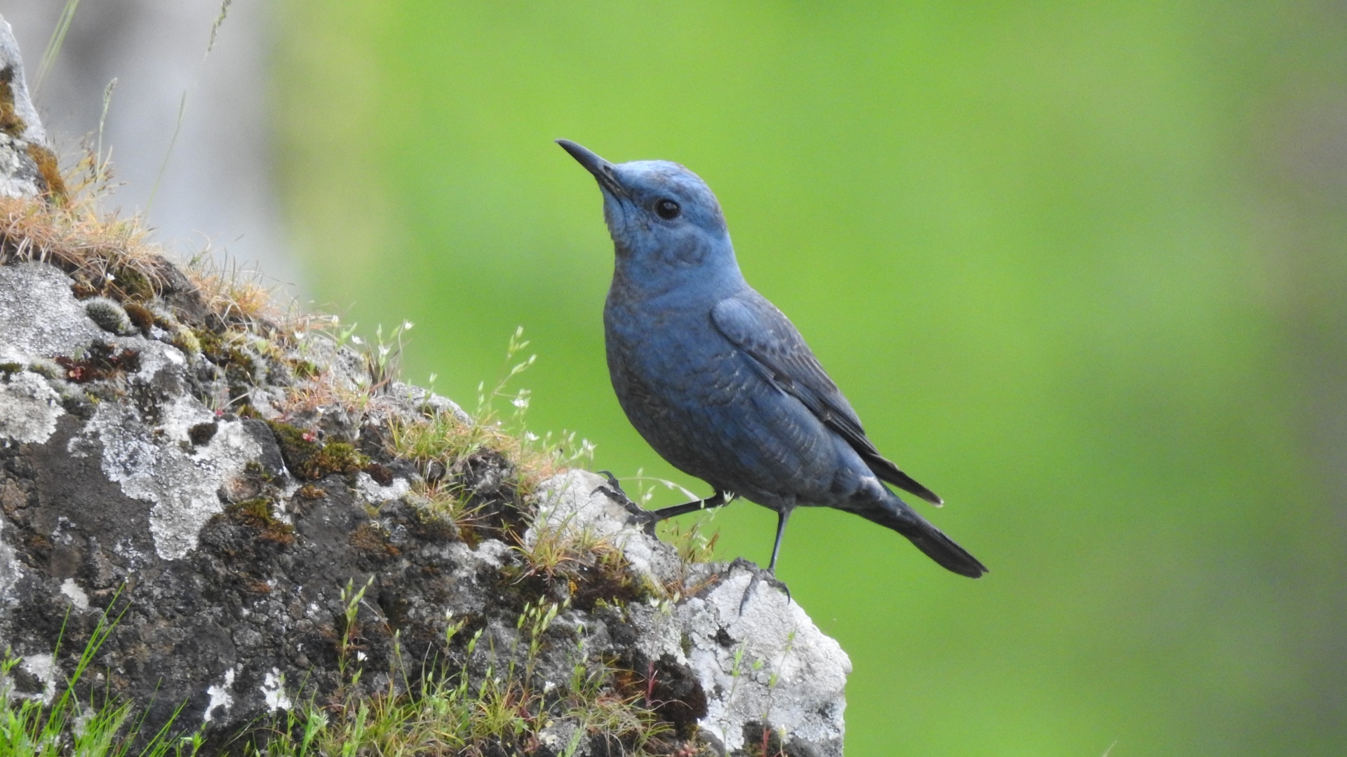 Gökardıç » Blue Rock Thrush » Monticola solitarius