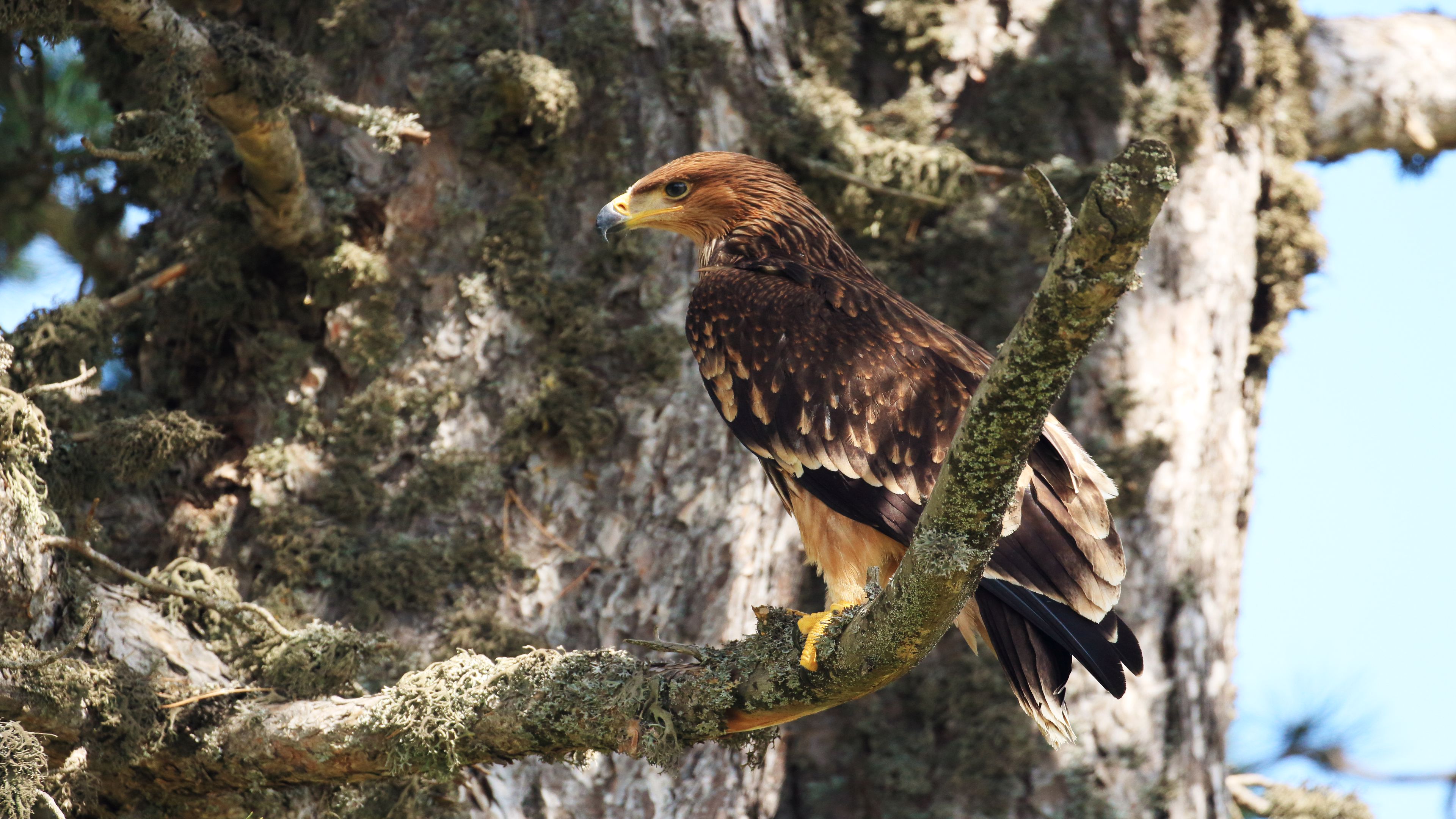 Şah kartal » Eastern Imperial Eagle » Aquila heliaca