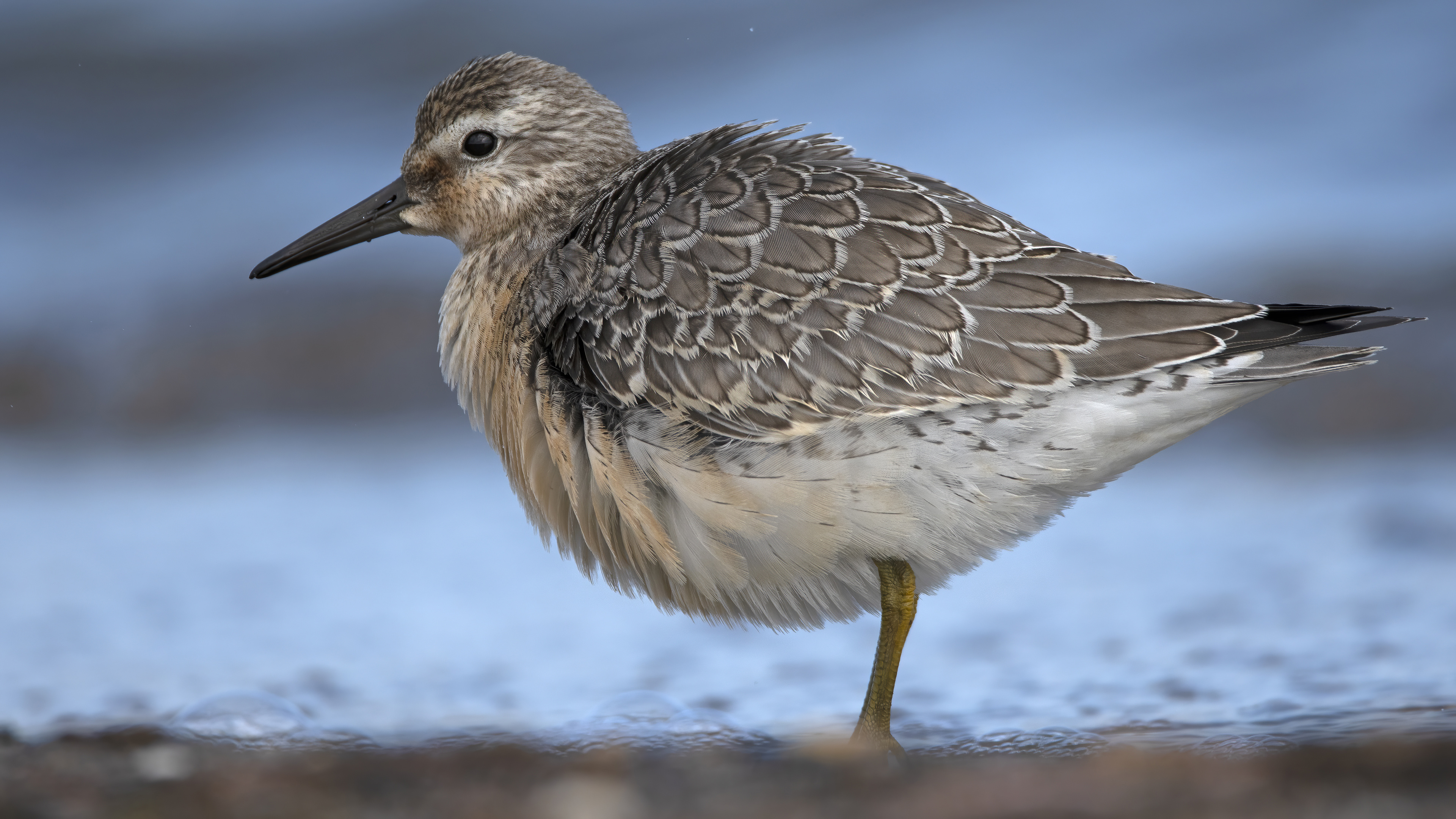 Büyük kumkuşu » Red Knot » Calidris canutus