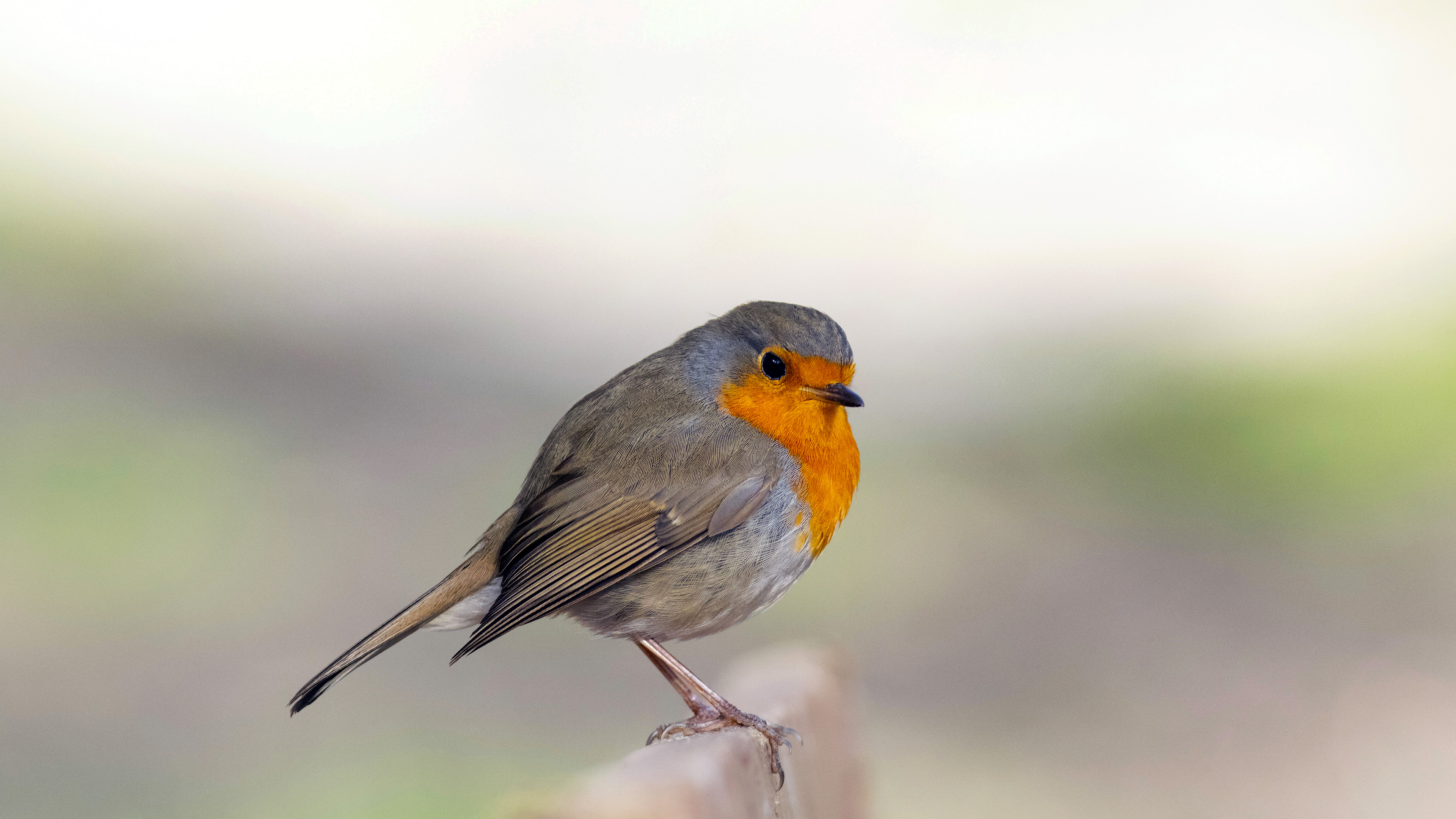 Kızılgerdan » European Robin » Erithacus rubecula