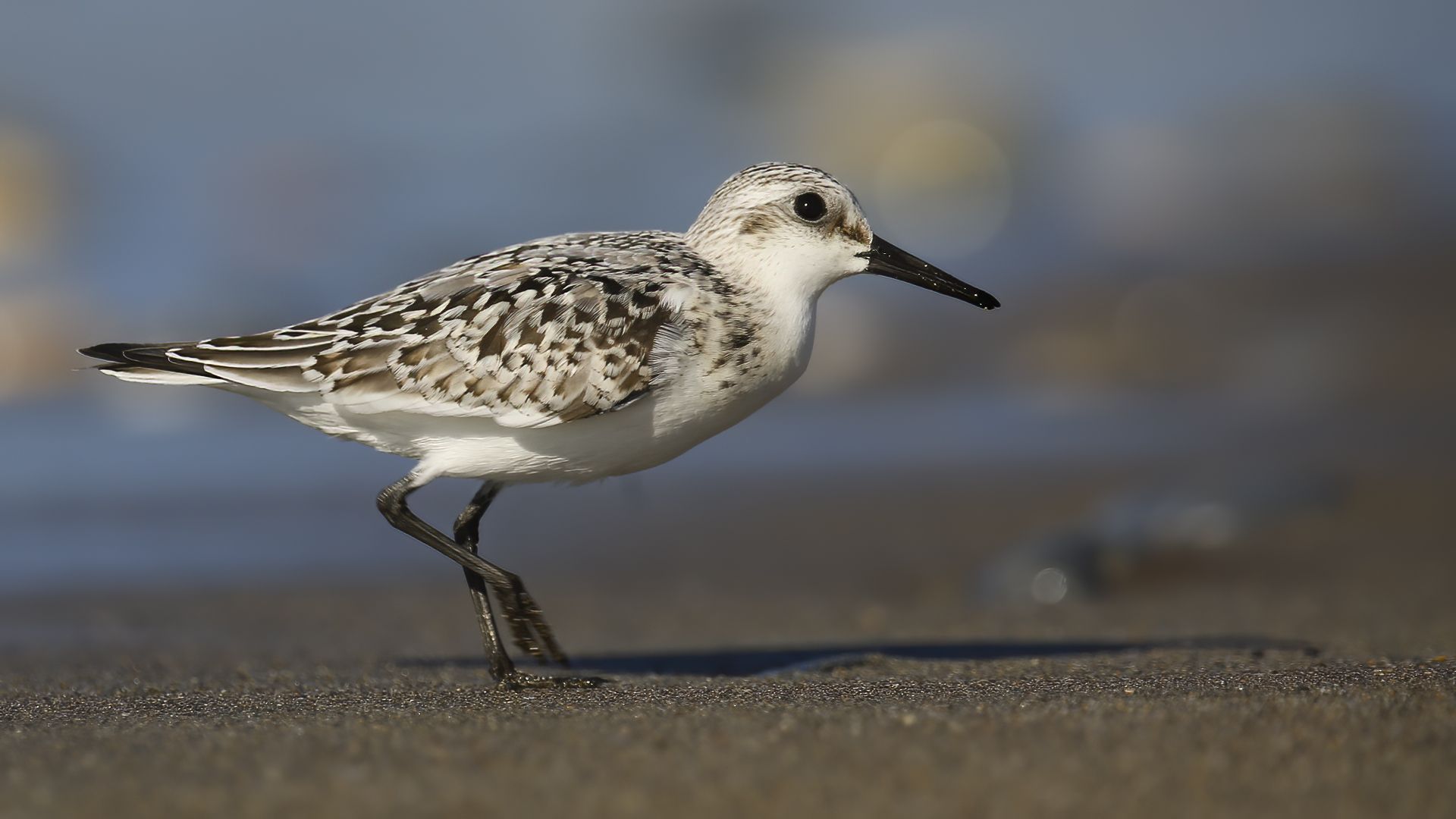 Ak kumkuşu » Sanderling » Calidris alba