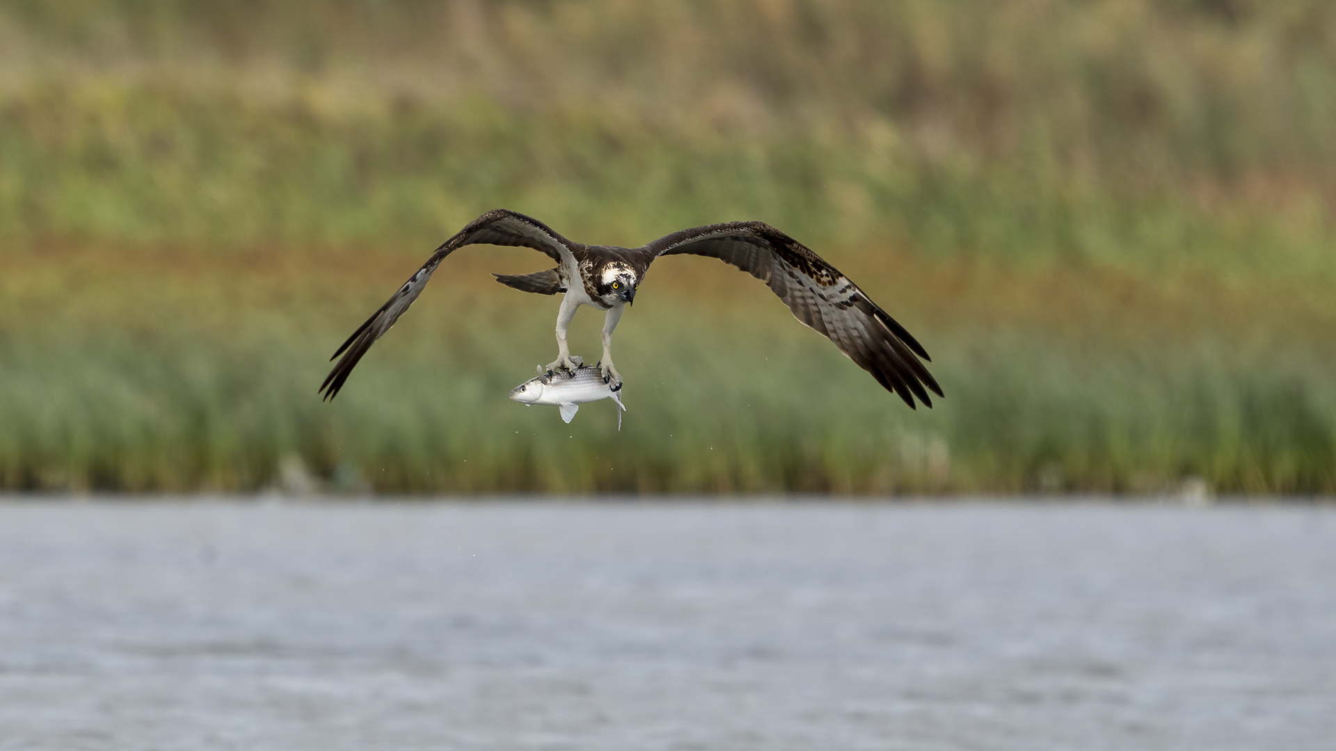 Balık kartalı » Western Osprey » Pandion haliaetus