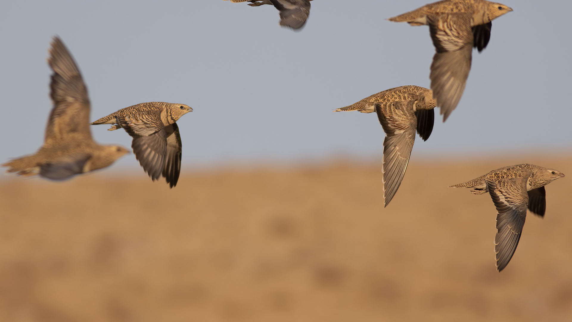 Kılkuyruk bağırtlak » Pin-tailed Sandgrouse » Pterocles alchata