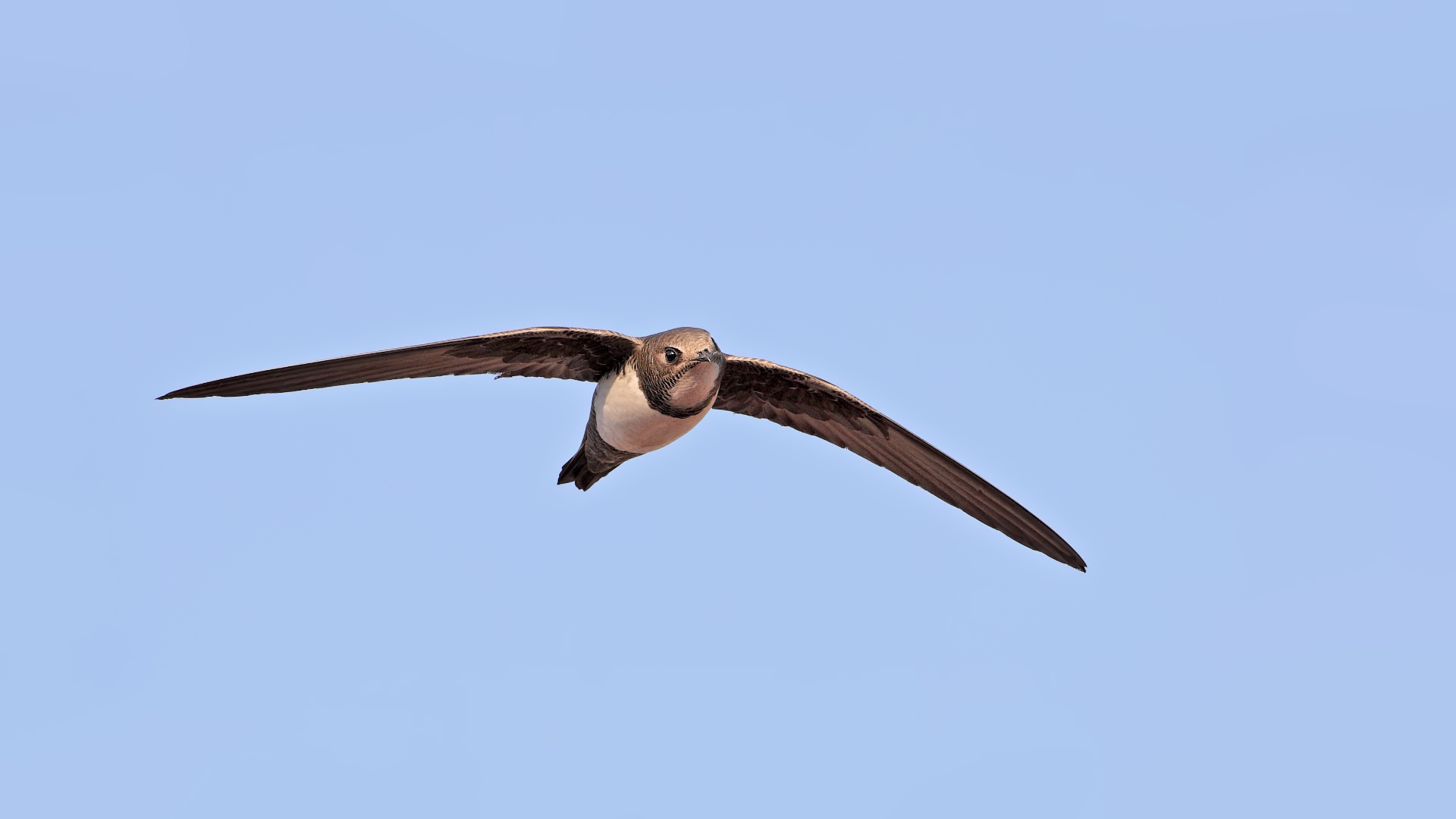 Akkarınlı ebabil » Alpine Swift » Tachymarptis melba