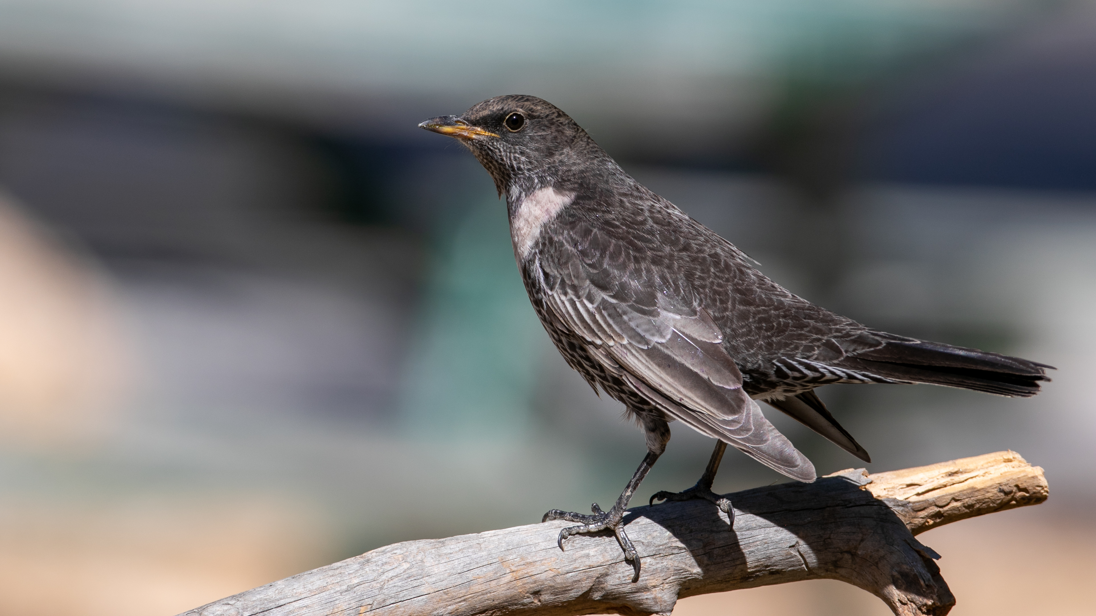 Boğmaklı ardıç » Ring Ouzel » Turdus torquatus