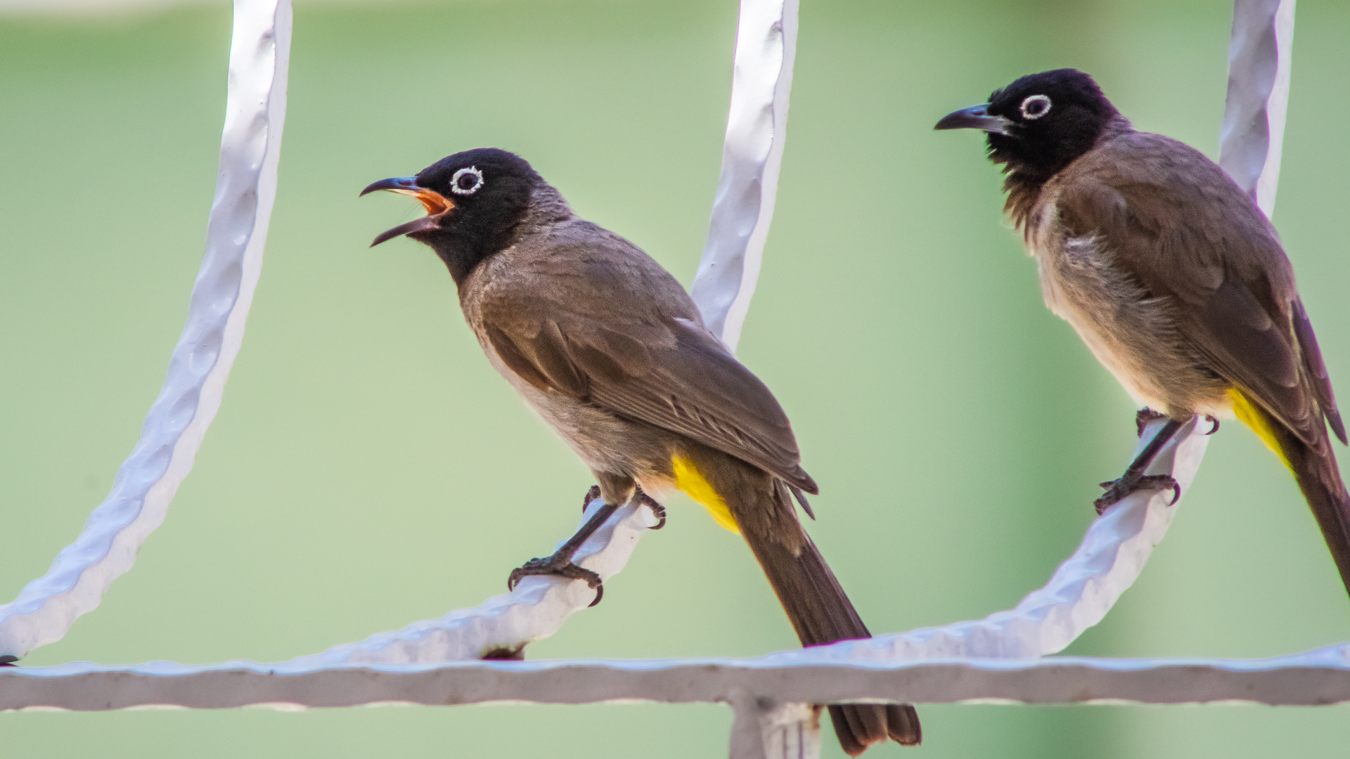 Arapbülbülü » White-spectacled Bulbul » Pycnonotus xanthopygos