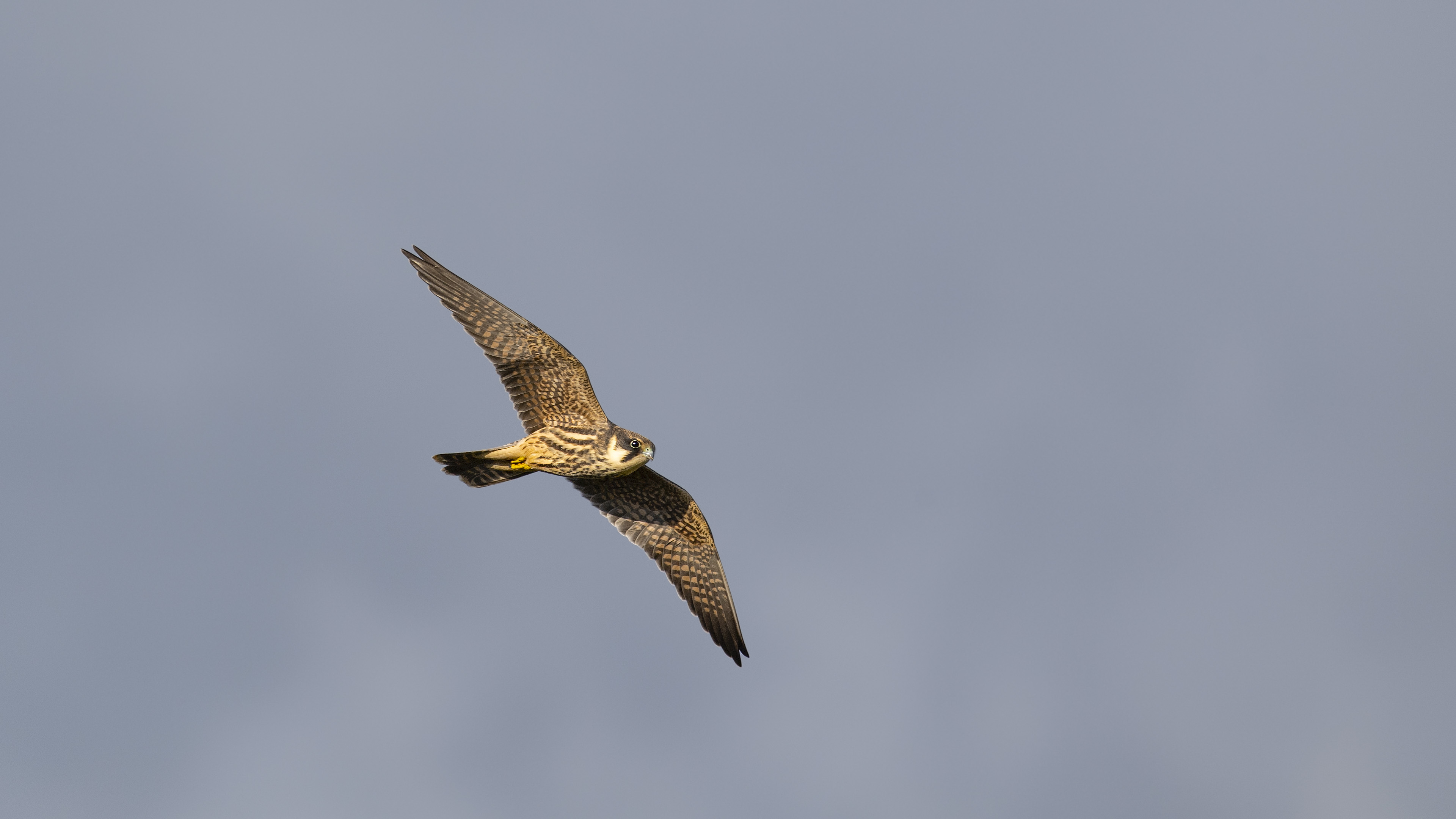 Delice doğan » Eurasian Hobby » Falco subbuteo