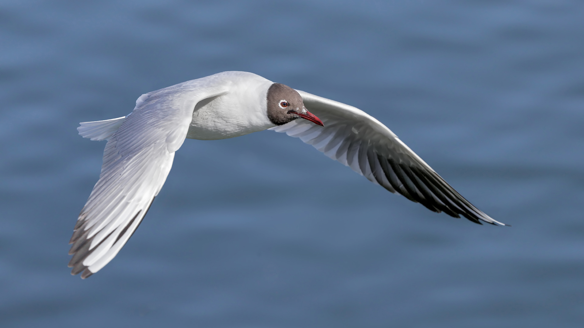 Karabaş martı » Black-headed Gull » Chroicocephalus ridibundus