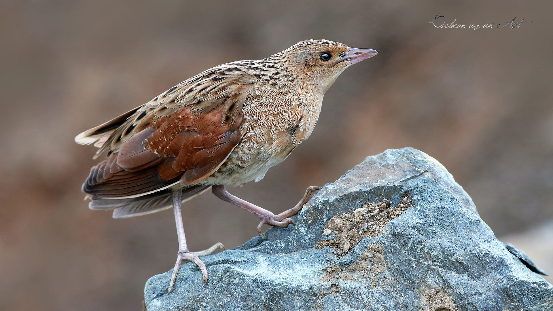 Bıldırcınkılavuzu » Corn Crake » Crex crex