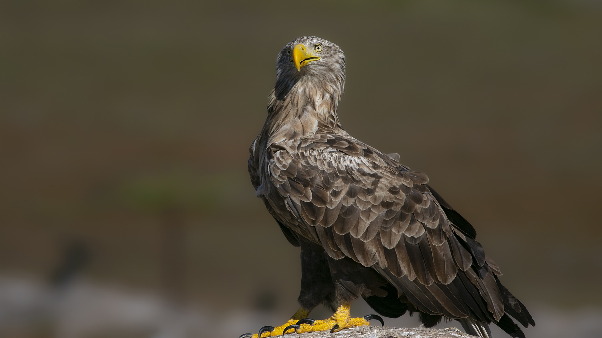 Akkuyruklu kartal » White-tailed Eagle » Haliaeetus albicilla