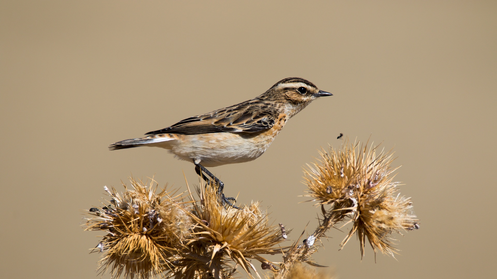 Çayır taşkuşu » Whinchat » Saxicola rubetra