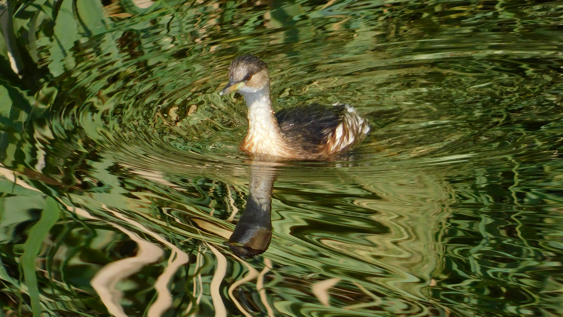 Küçük batağan » Little Grebe » Tachybaptus ruficollis