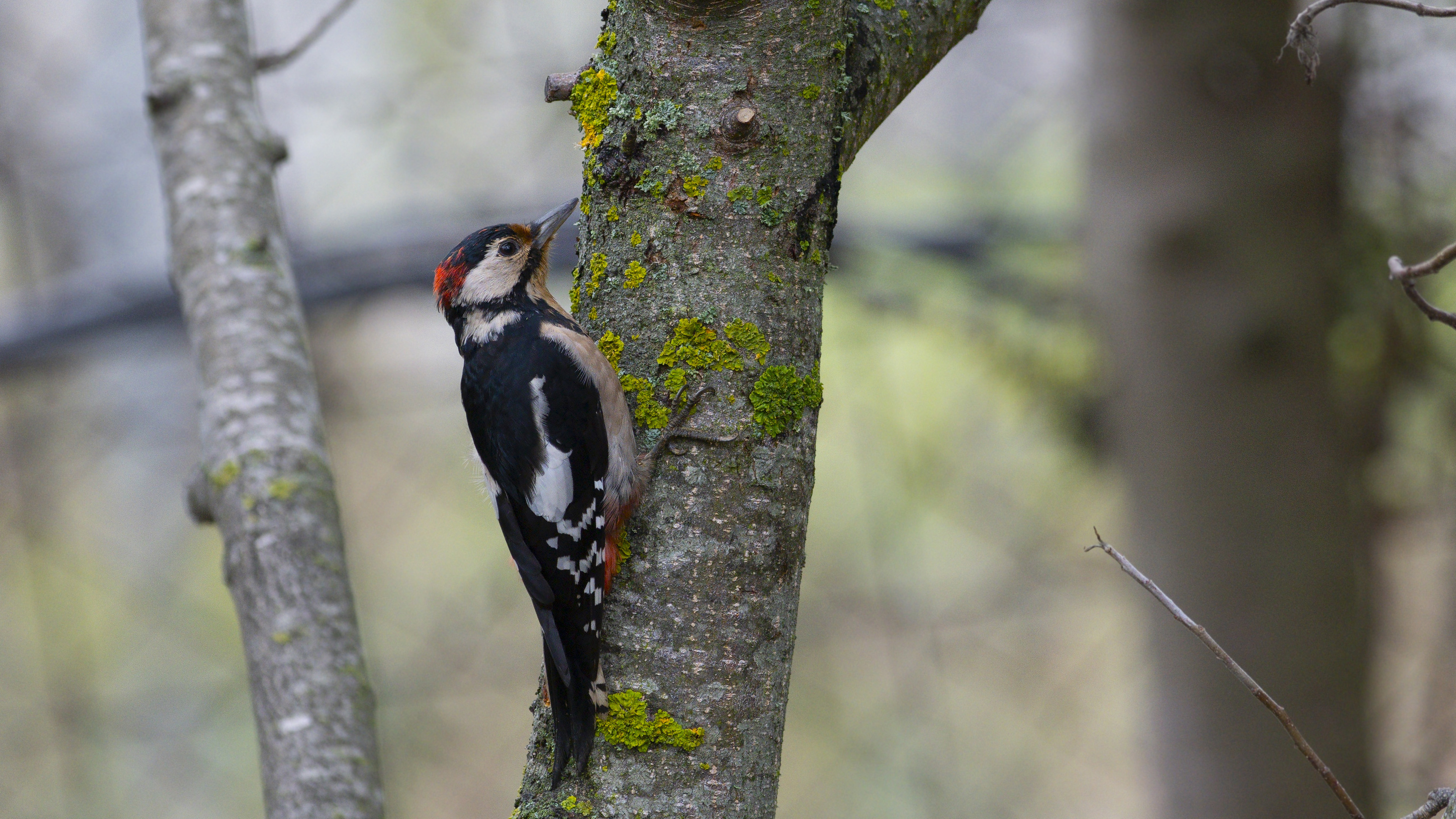 Orman alaca ağaçkakanı » Great Spotted Woodpecker » Dendrocopos major