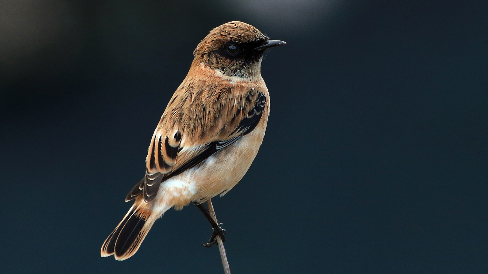 Sibirya taşkuşu » Siberian Stonechat » Saxicola maurus