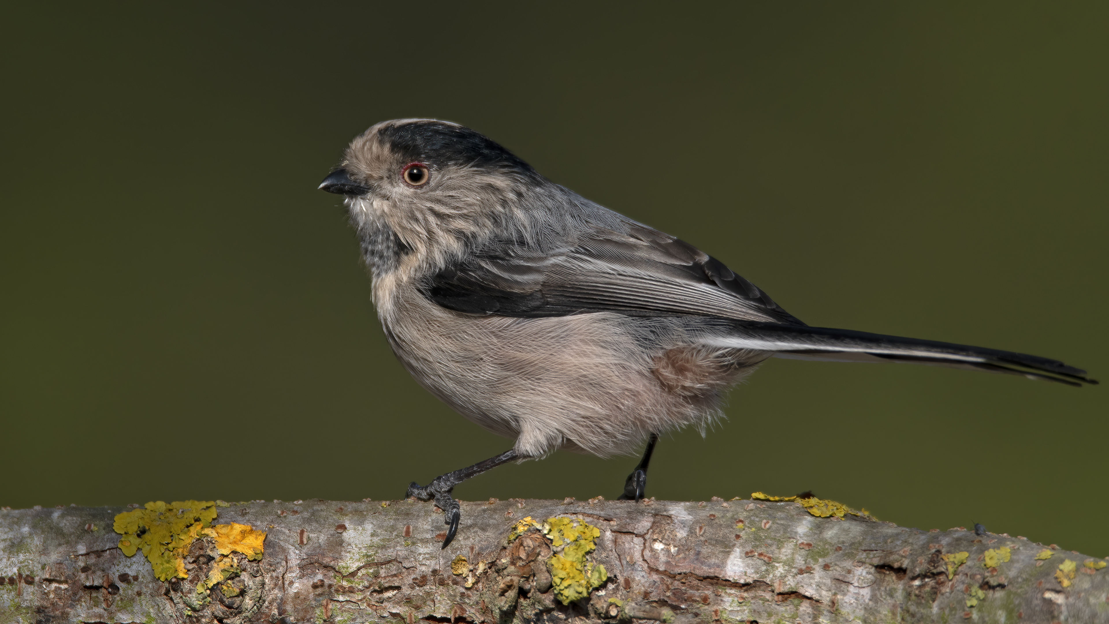 Uzunkuyruklu baştankara » Long-tailed Tit » Aegithalos caudatus