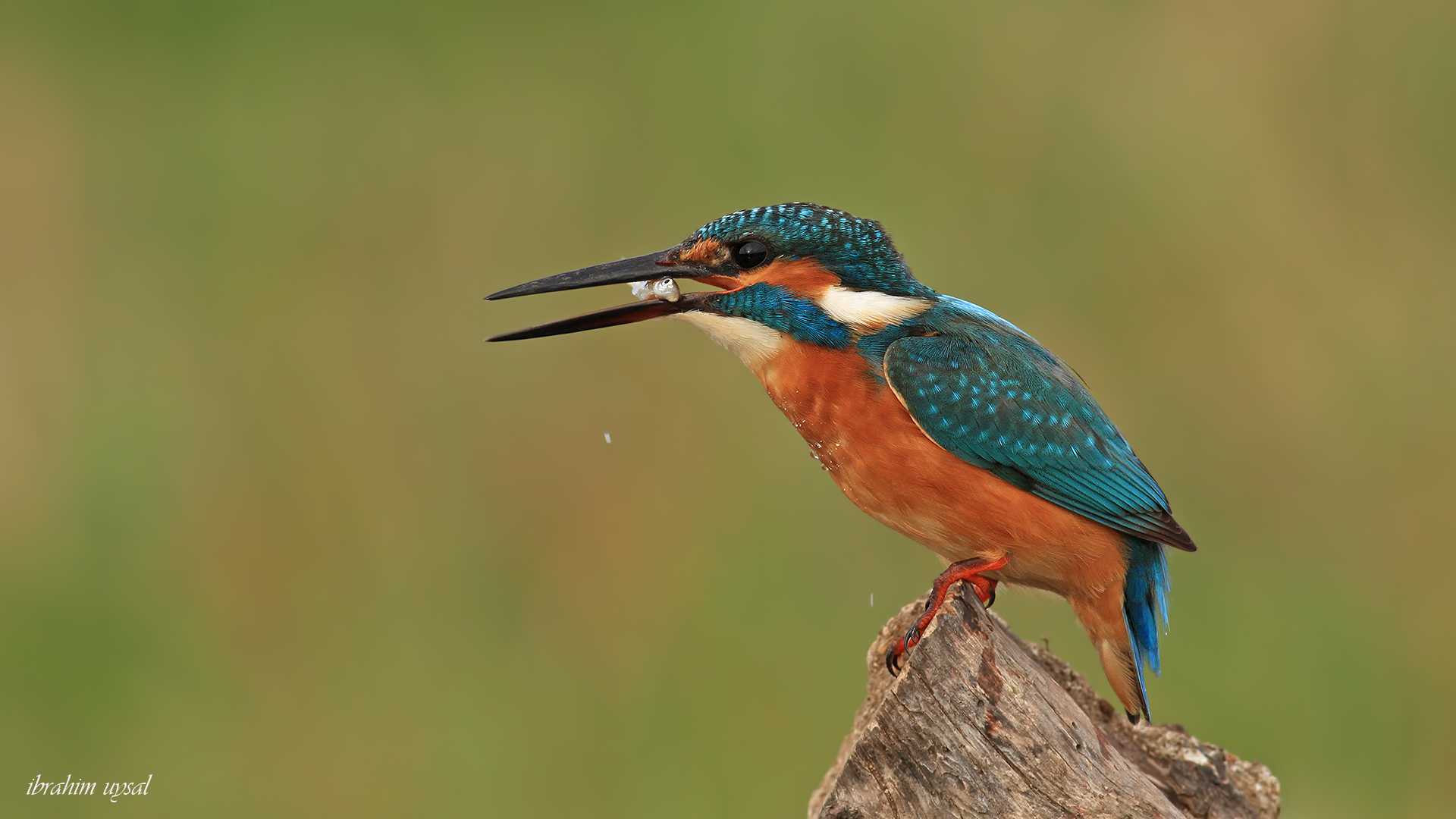 Yalıçapkını » Common Kingfisher » Alcedo atthis