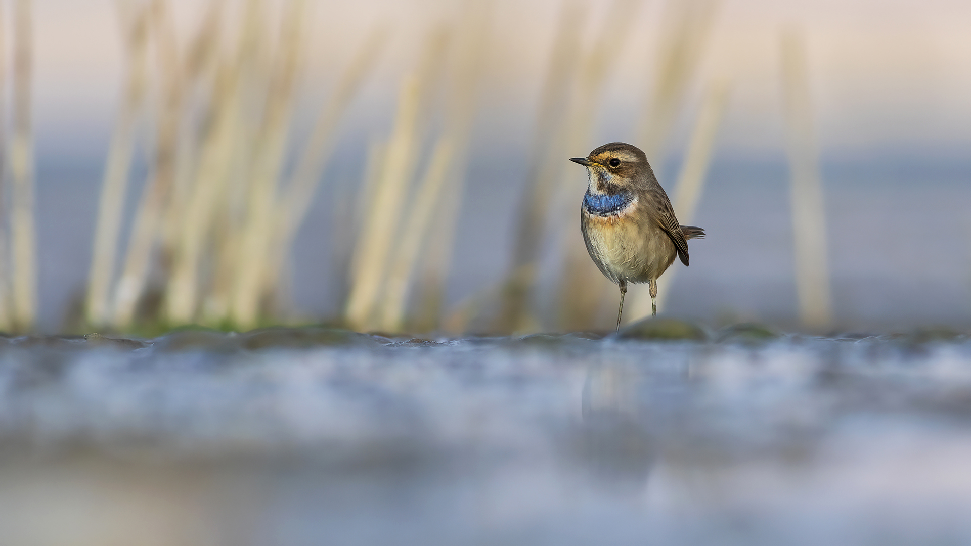 Mavigerdan » Bluethroat » Luscinia svecica